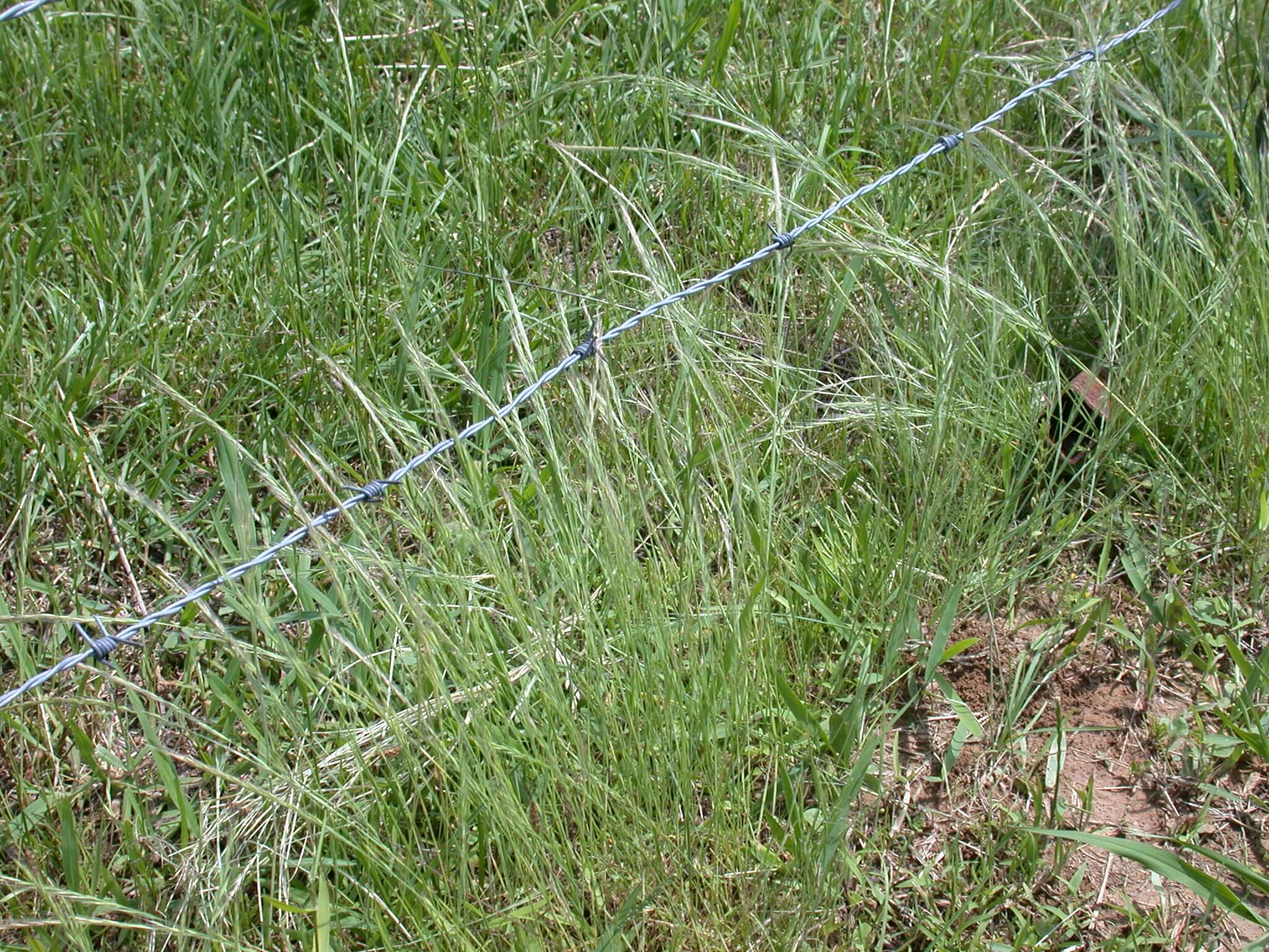 Sixweeks Fescue Plant