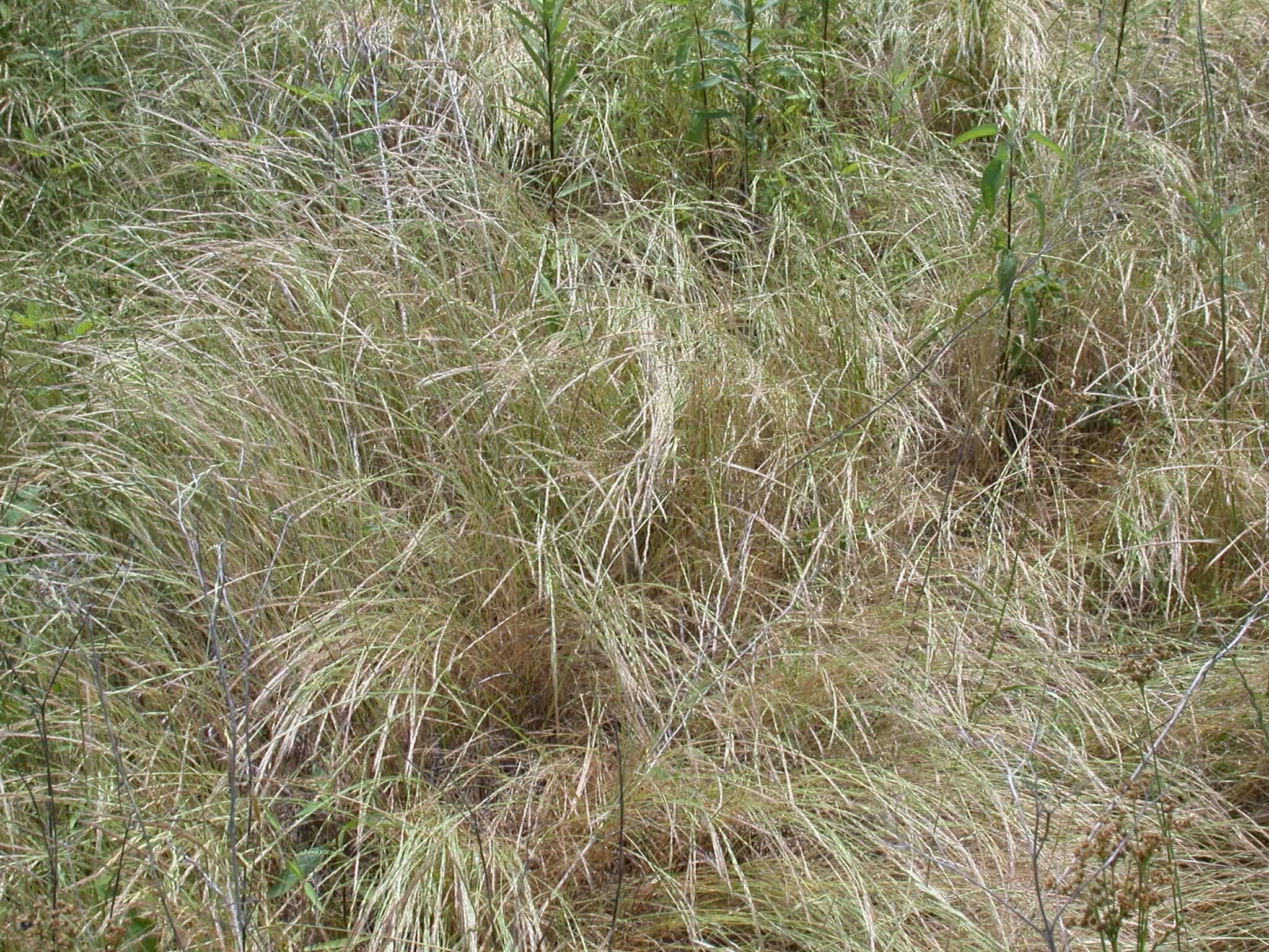 Sixweeks Fescue Plant