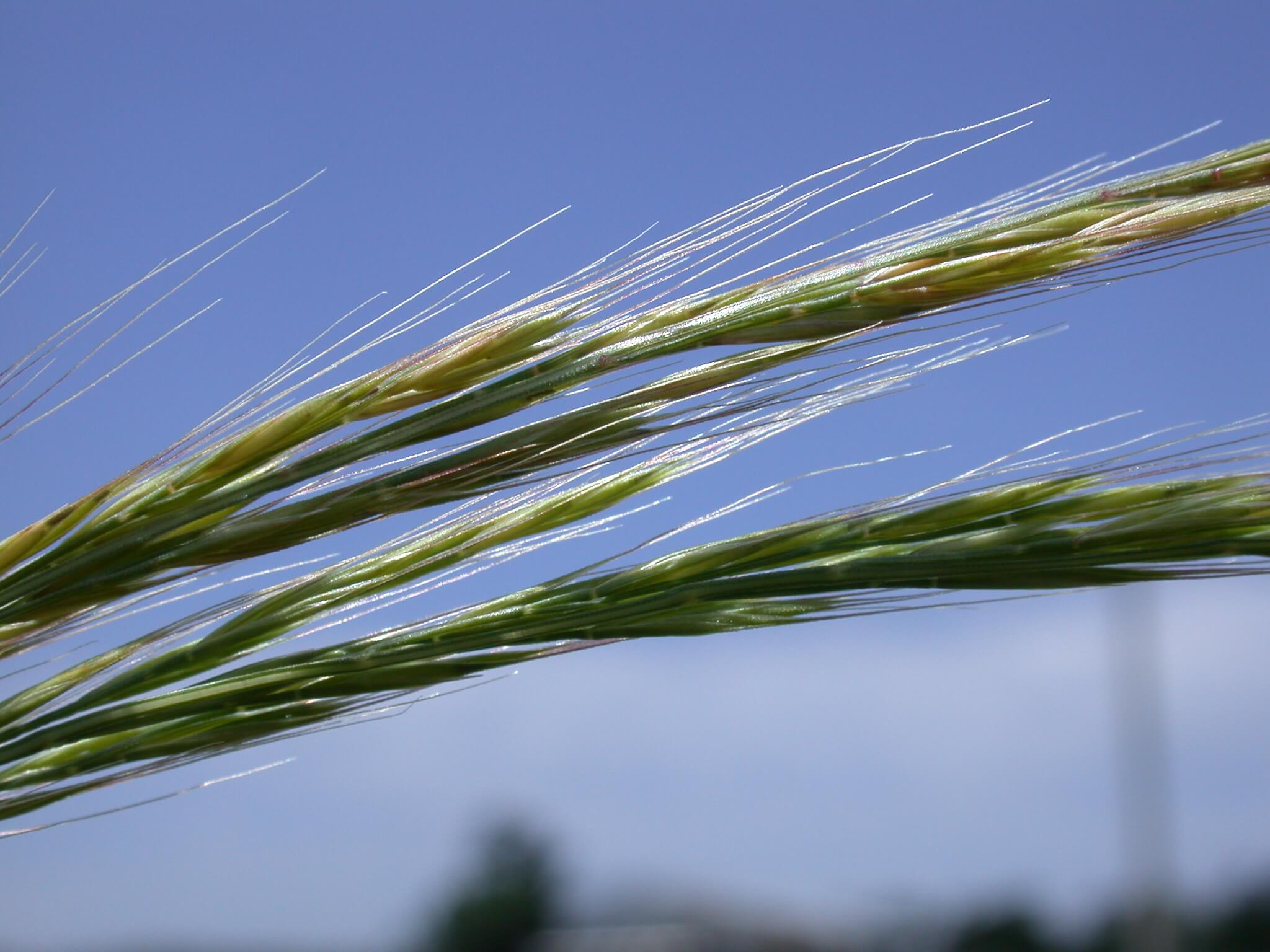 Sixweeks Fescue Seedhead