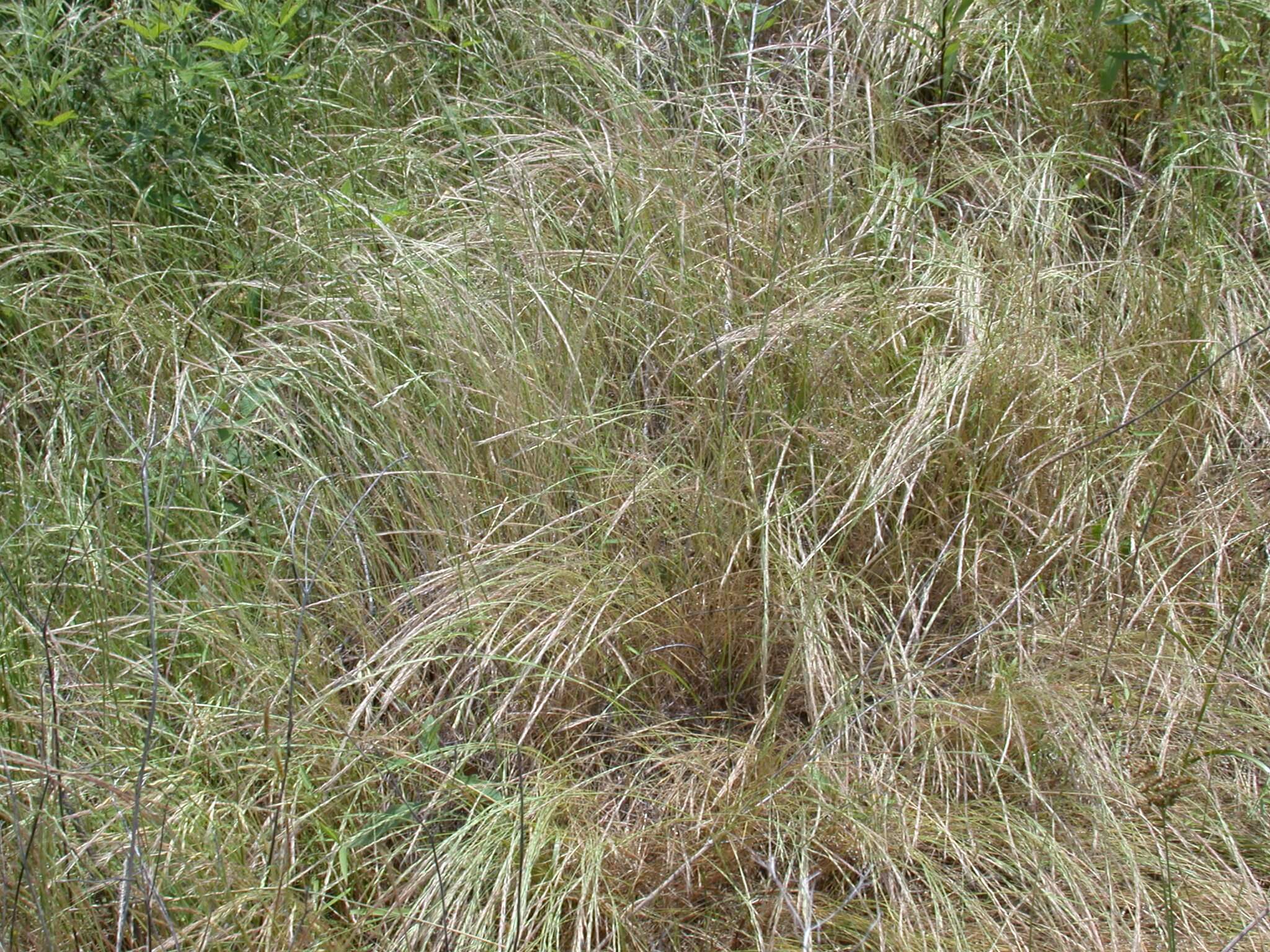 Sixweeks Fescue Seedhead