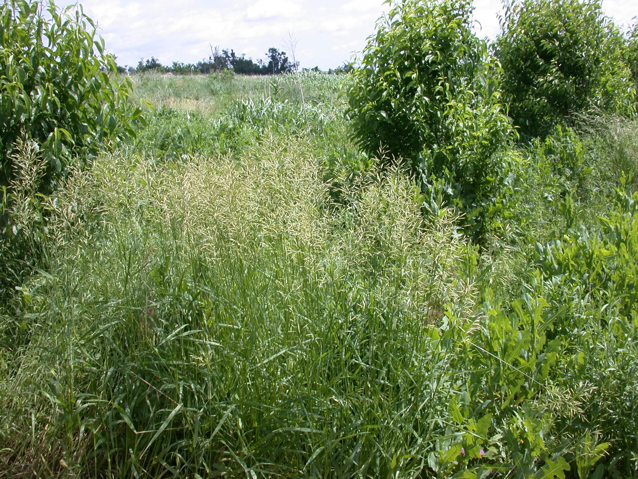 Smooth Bromegrass Field