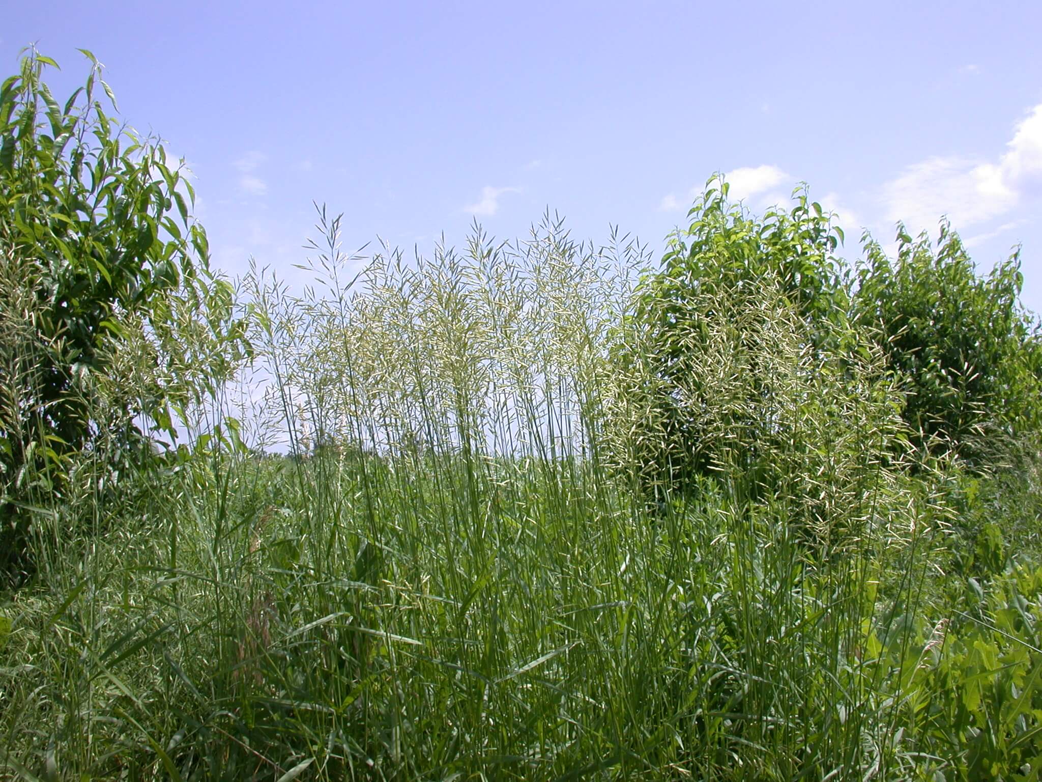 Smooth Bromegrass Plant