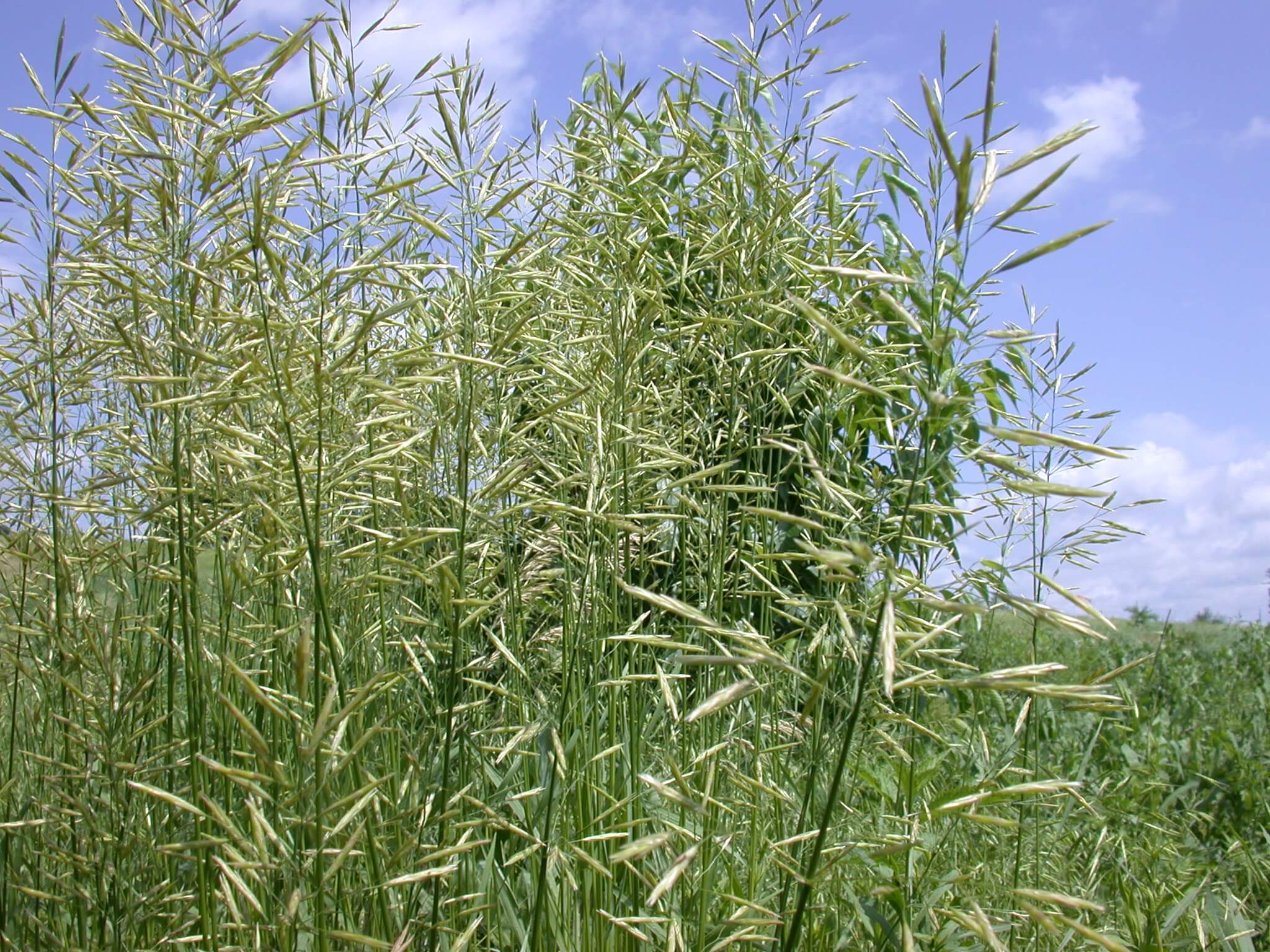 Smooth Bromegrass Plant