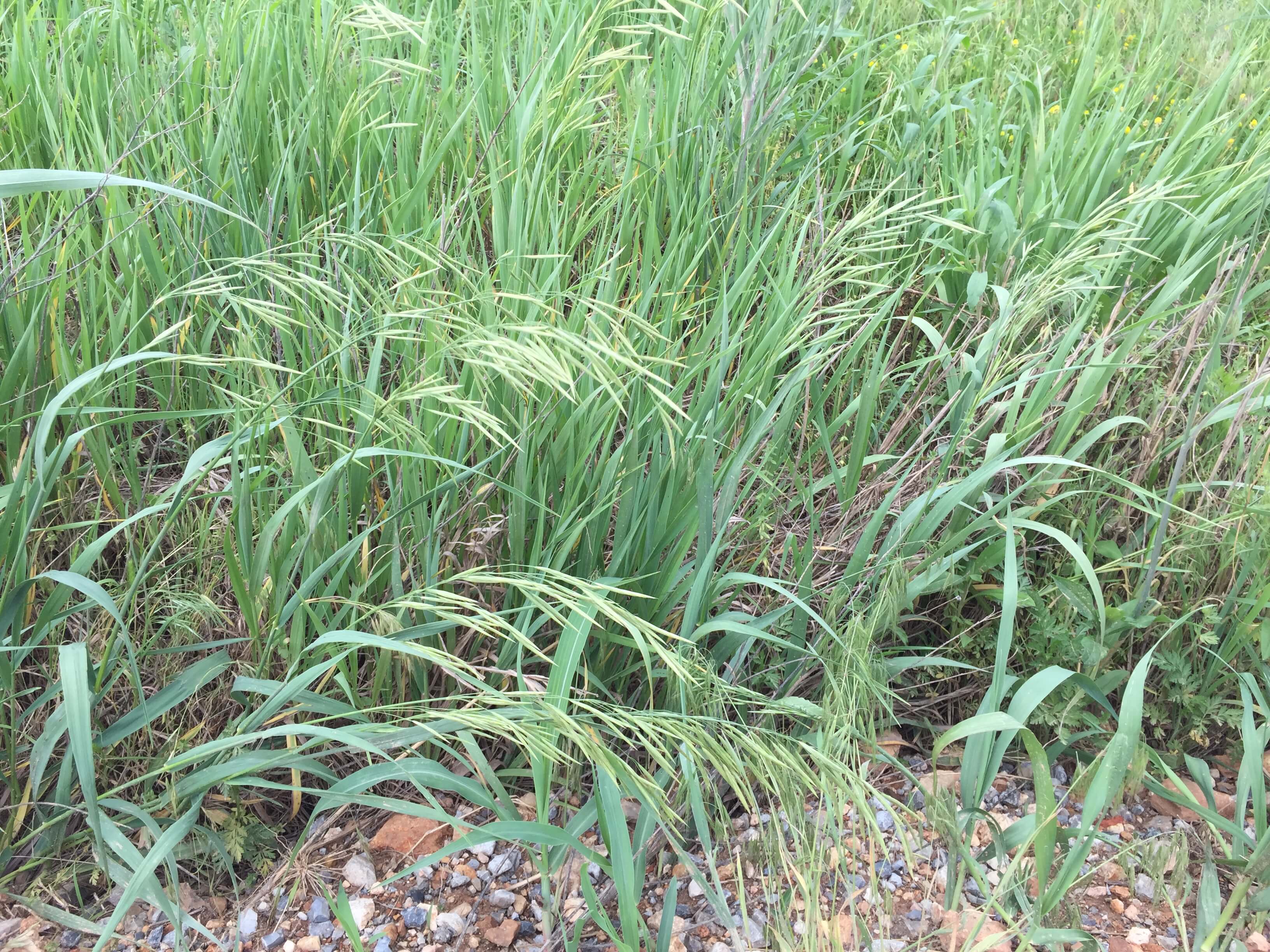 Smooth Bromegrass Plant