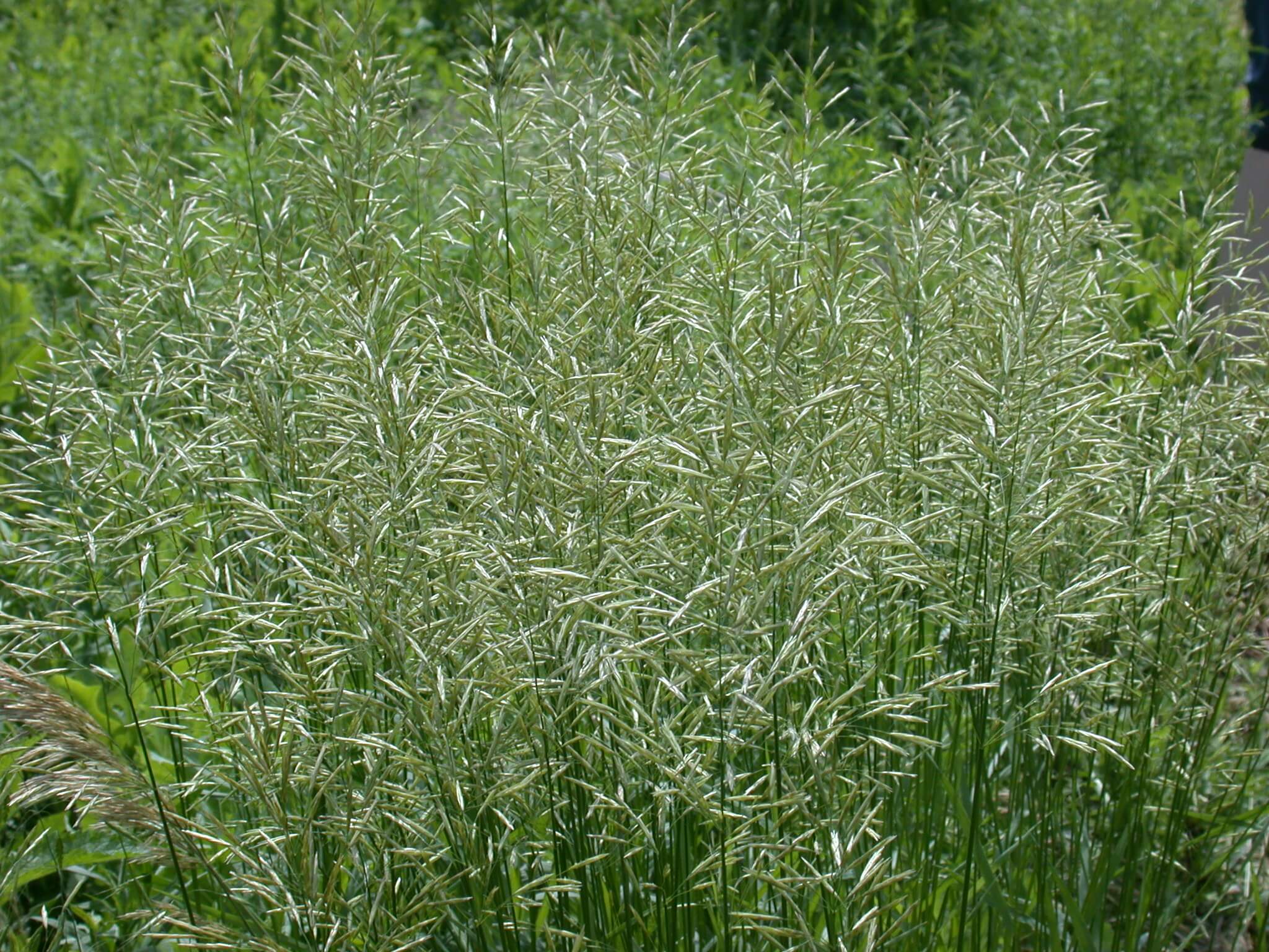 Smooth Bromegrass Seedhead