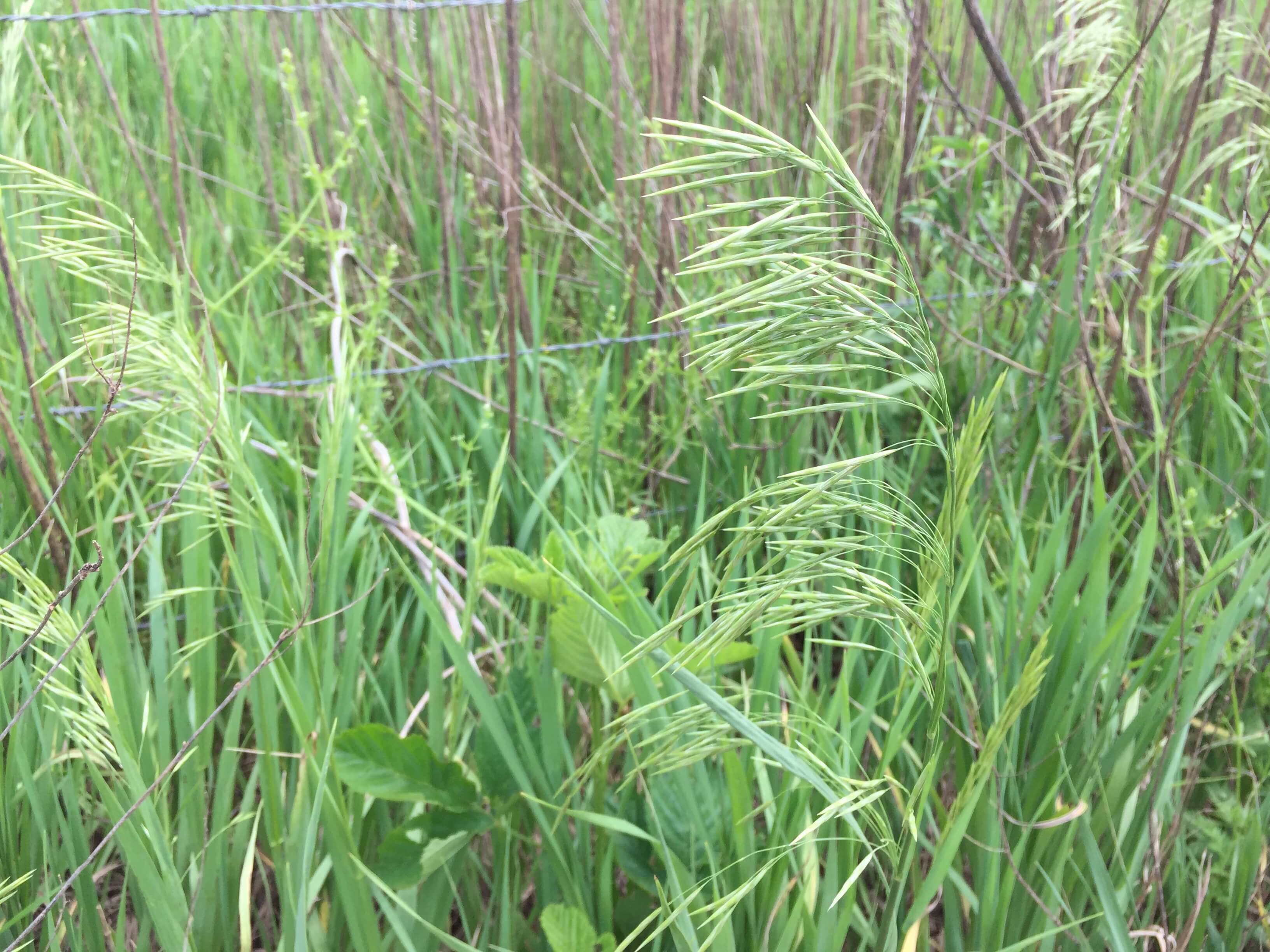 Smooth Bromegrass Seedhead