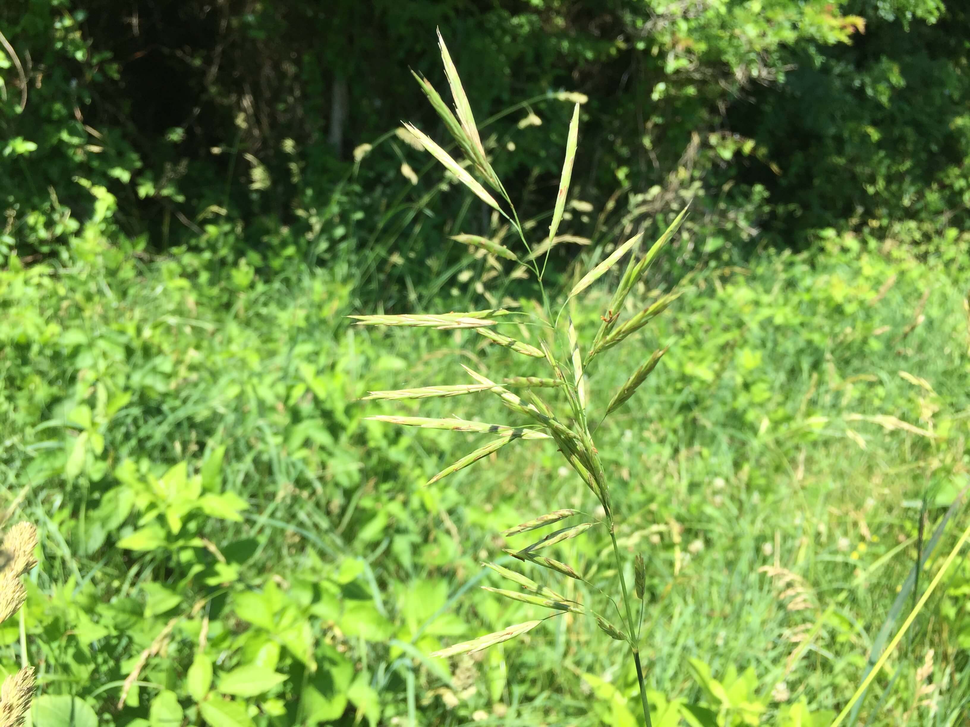 Smooth Bromegrass Seedhead