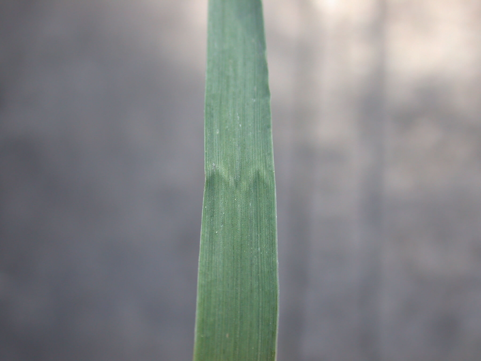 Smooth bromegrass mark in leaf.