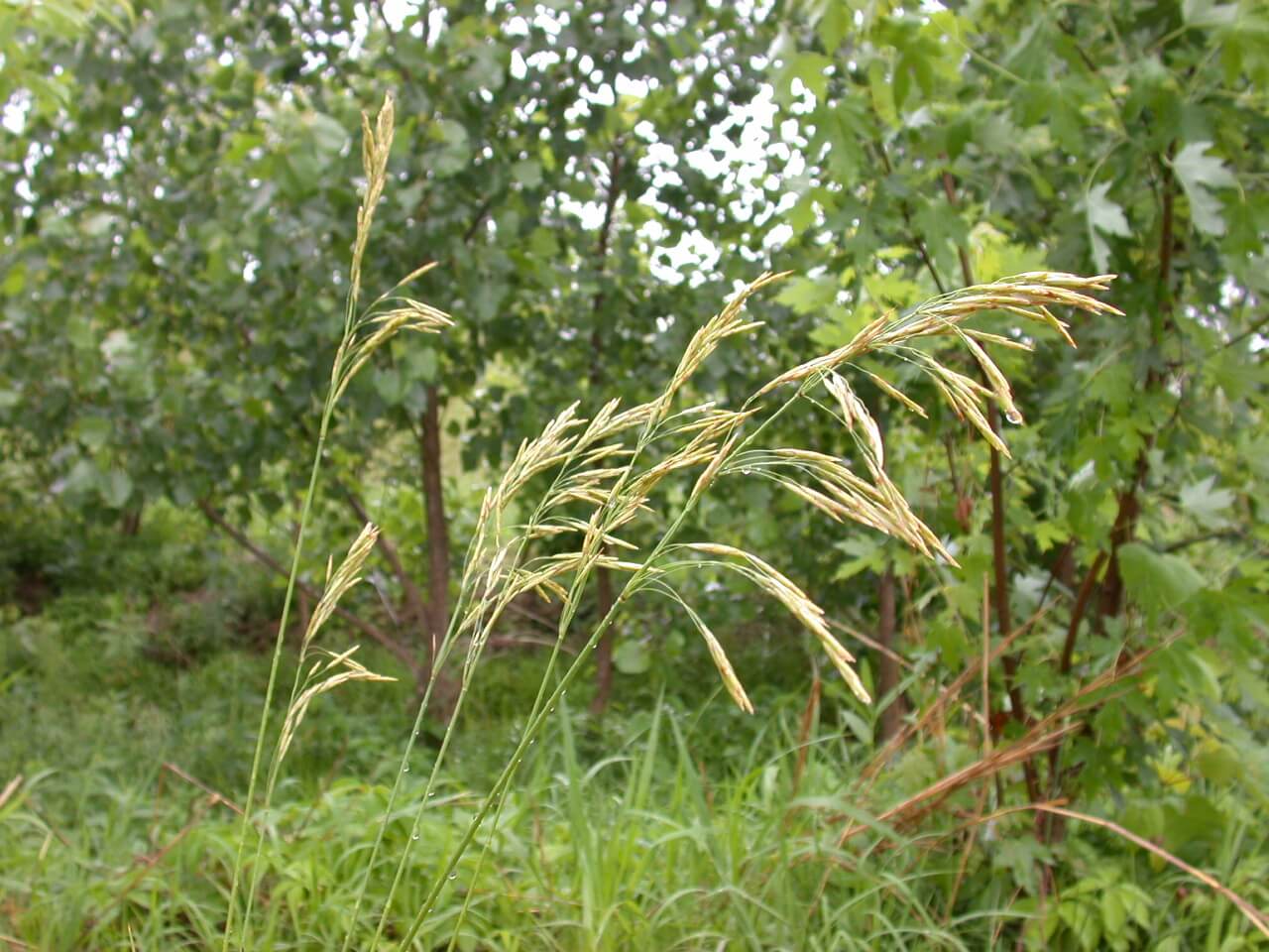 Smooth Bromegrass Head