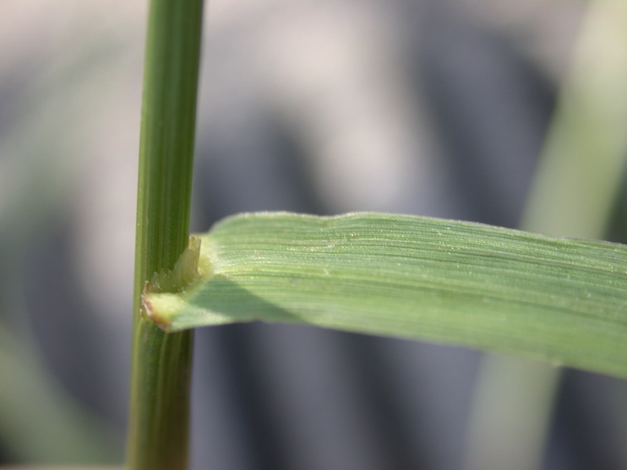 Smooth Bromegrass Ligule