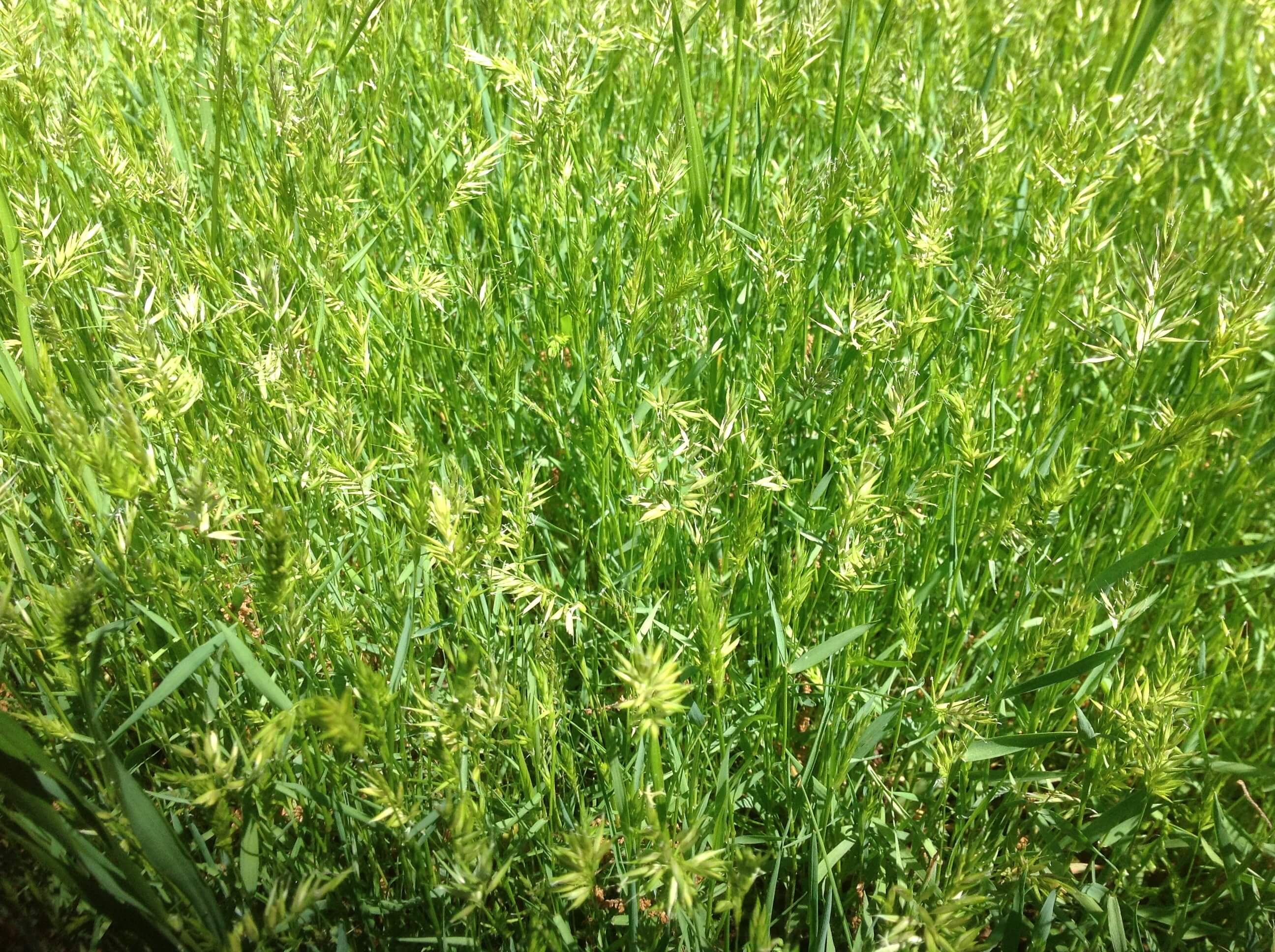 Sweet Vernal Grass