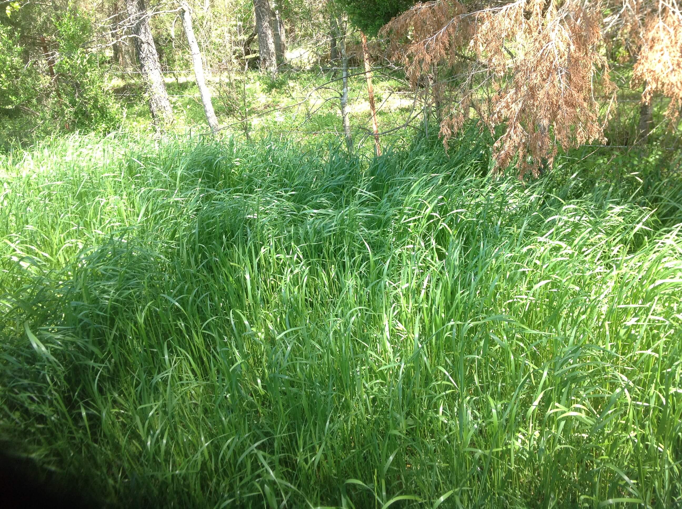 Field view of sweet wililam grass.