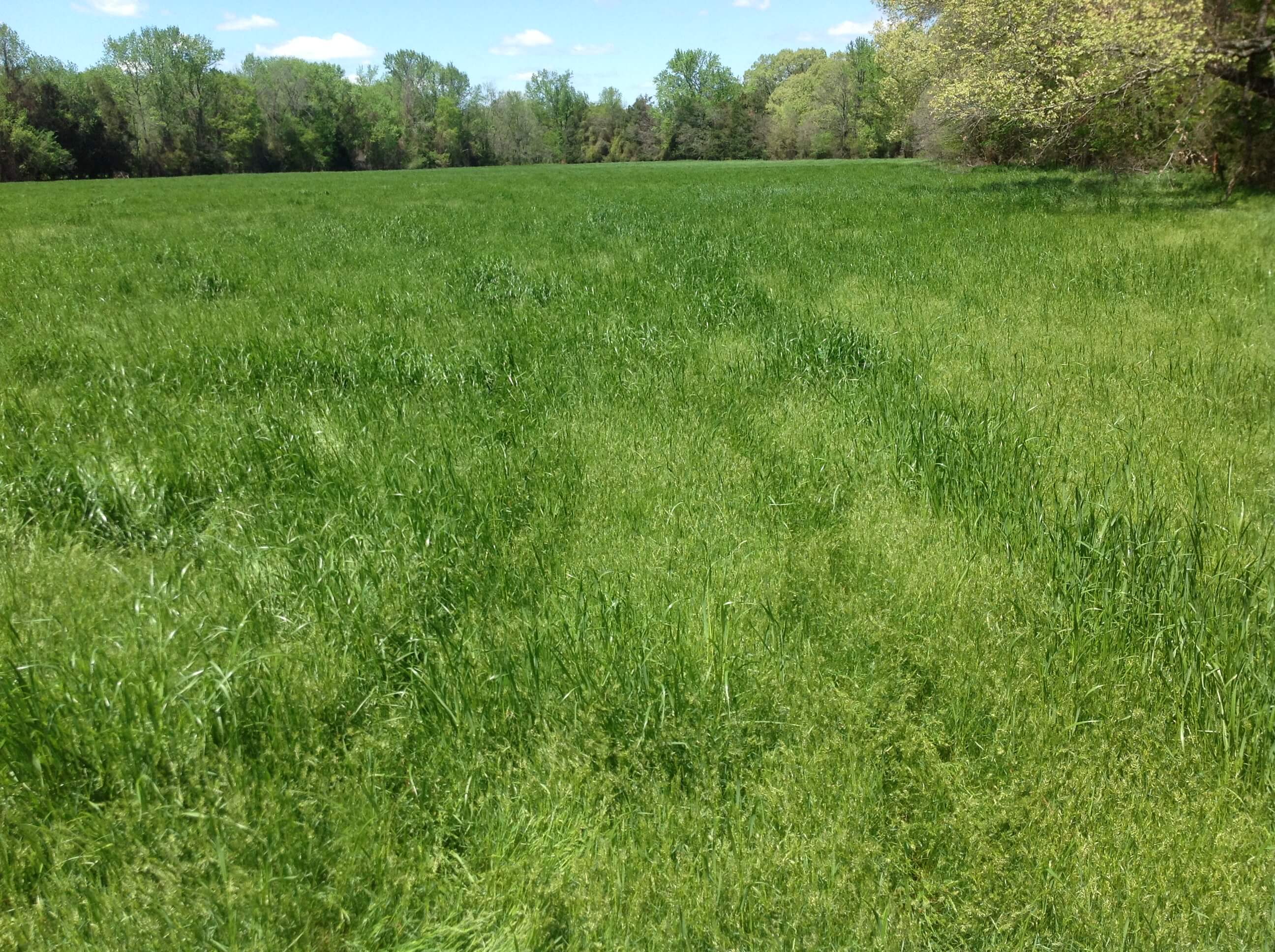 Sweet Vernal Grass Field