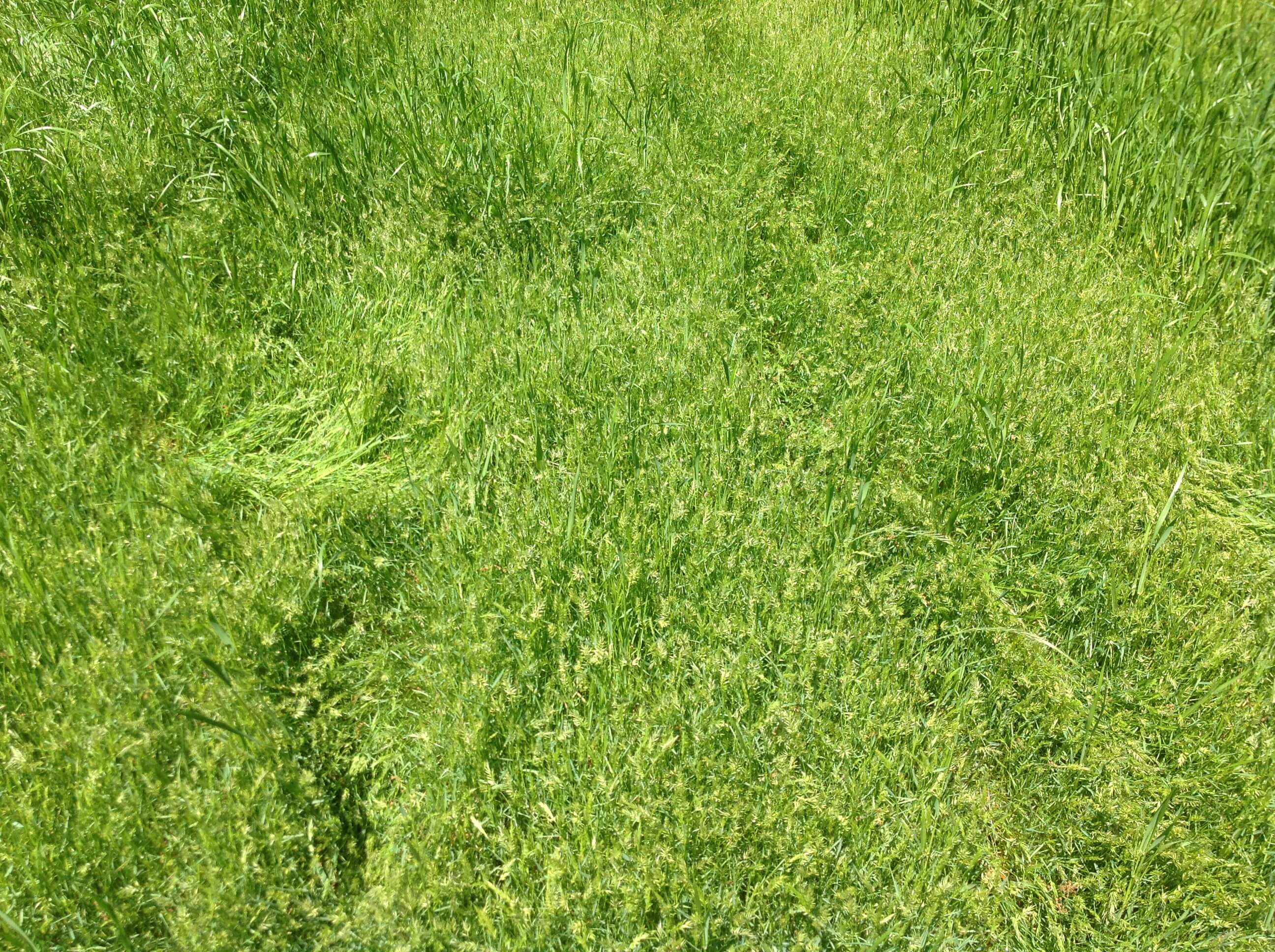 Sweet Vernal Grass Field