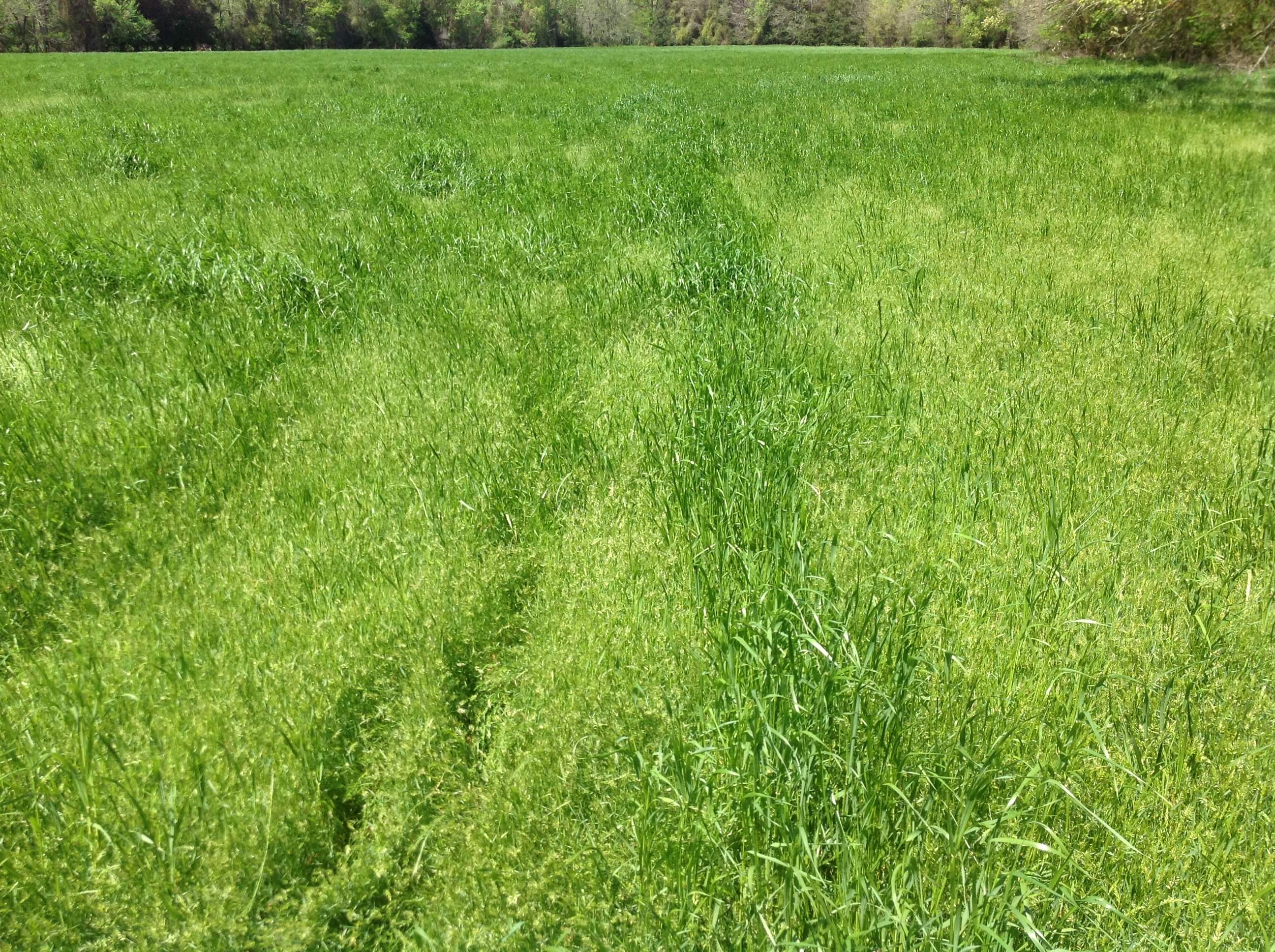 Sweet Vernal Grass Field