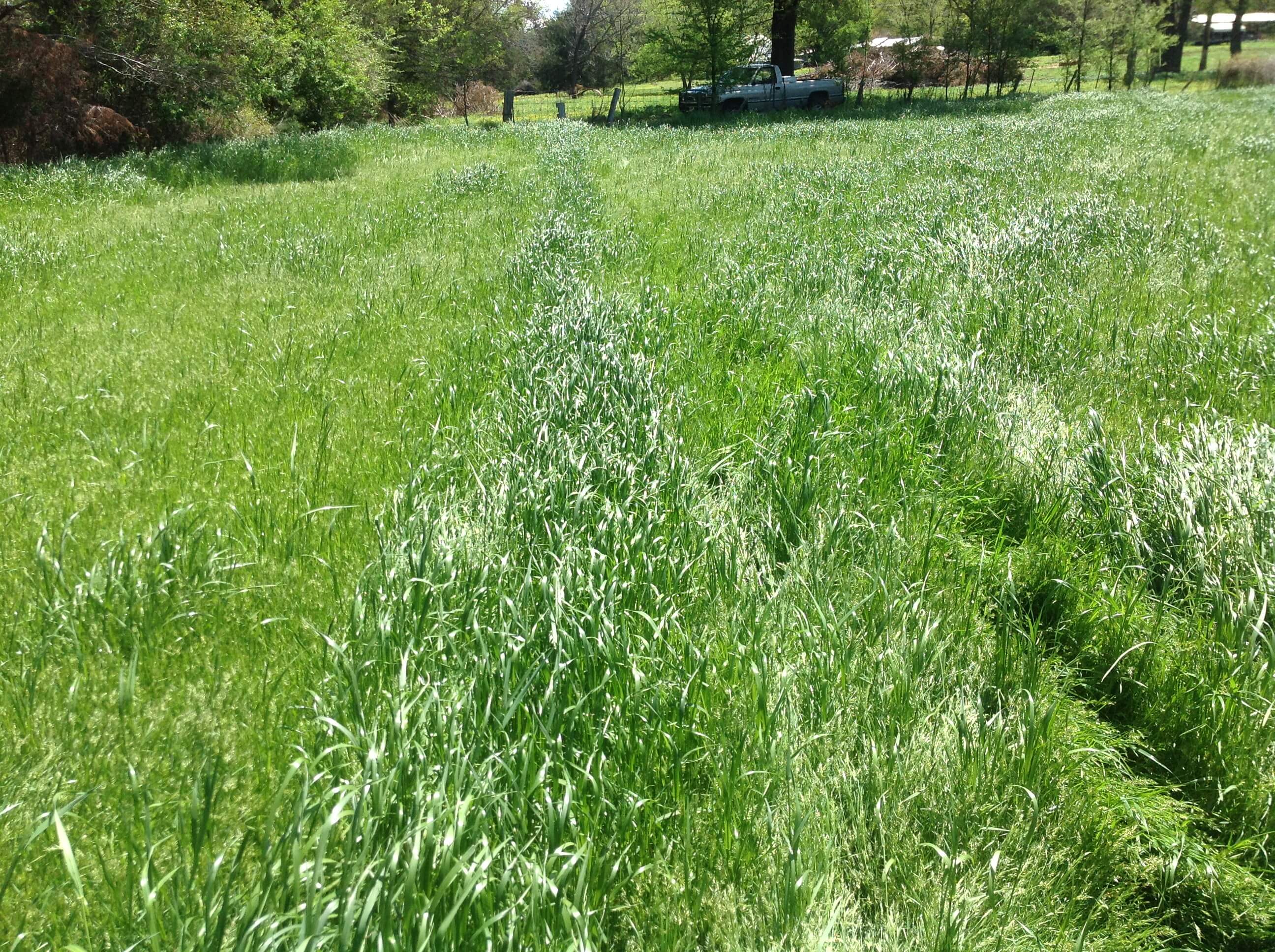 Sweet Vernal Grass Field