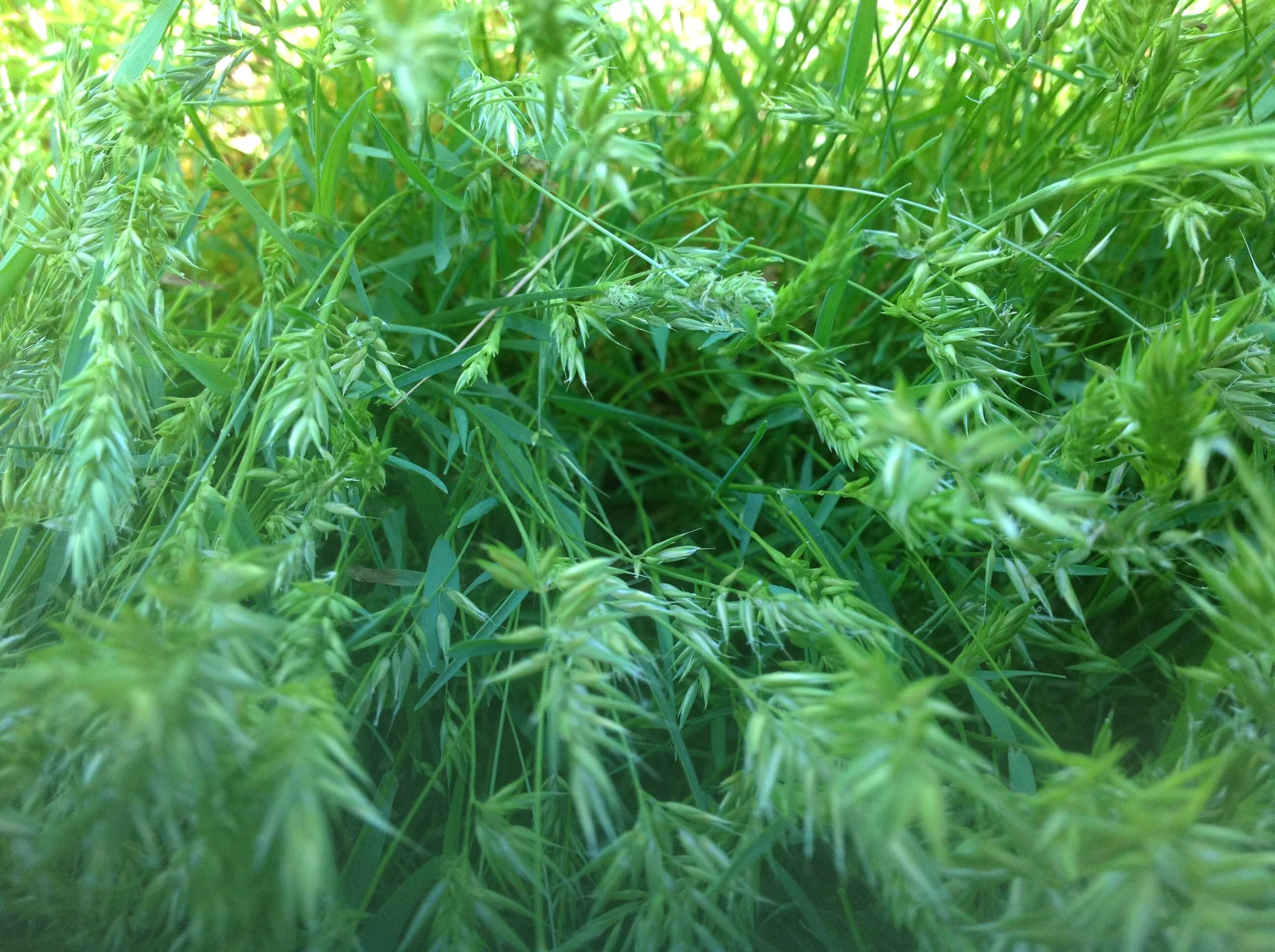 Sweet Vernal Grass Seedheads