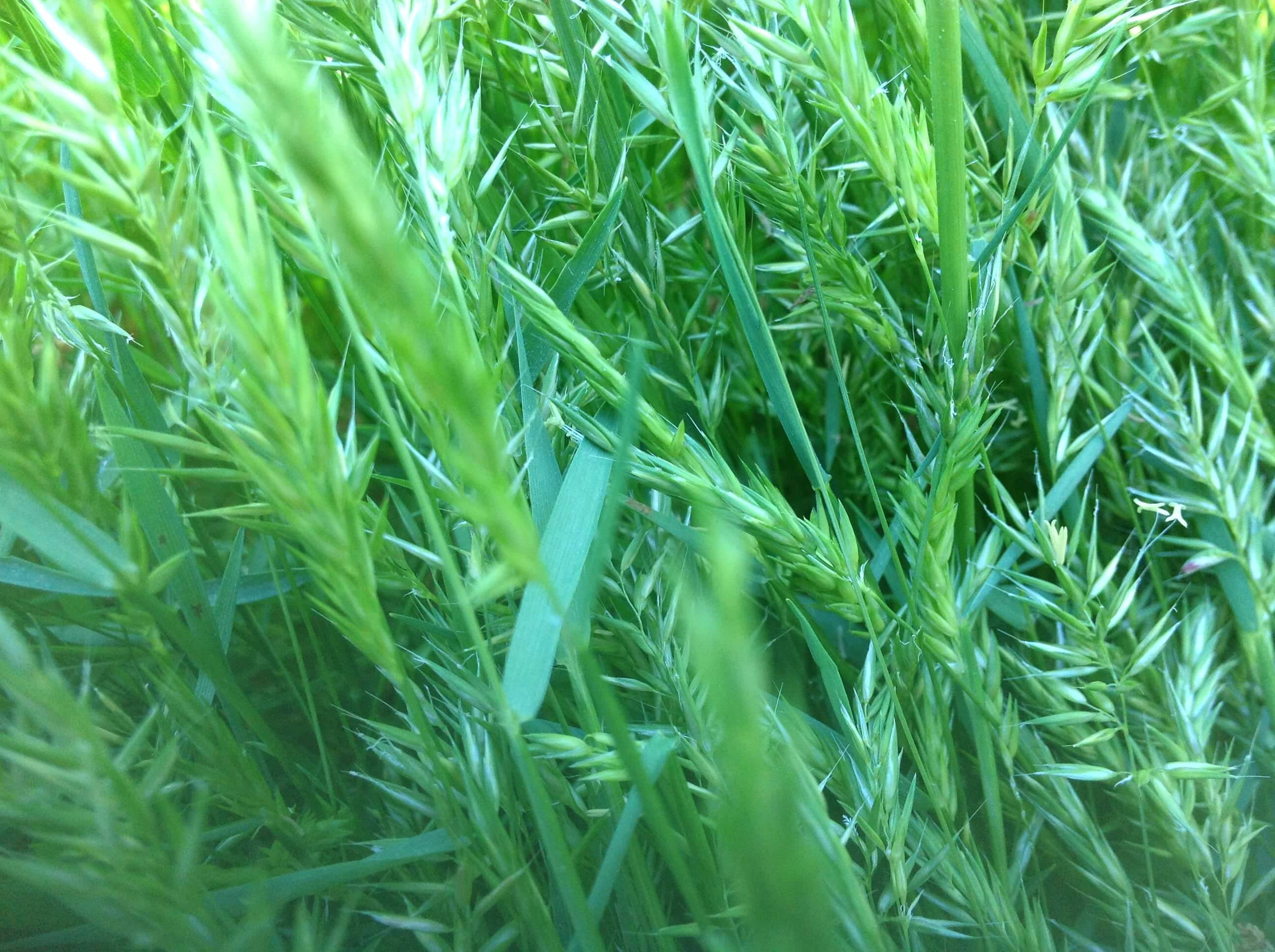 Sweet Vernal Grass Seedheads