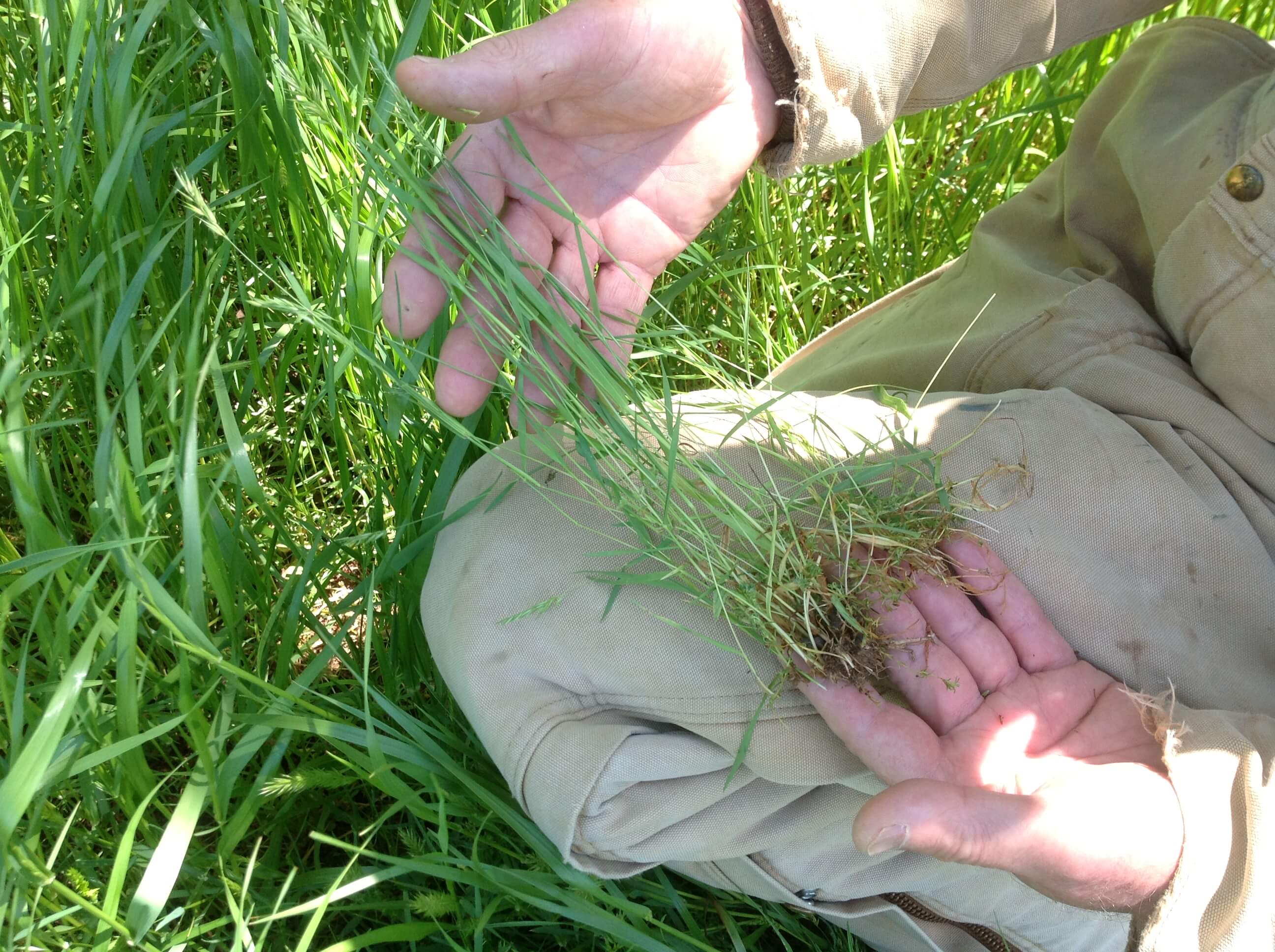 Sweet Vernal Grass Stem