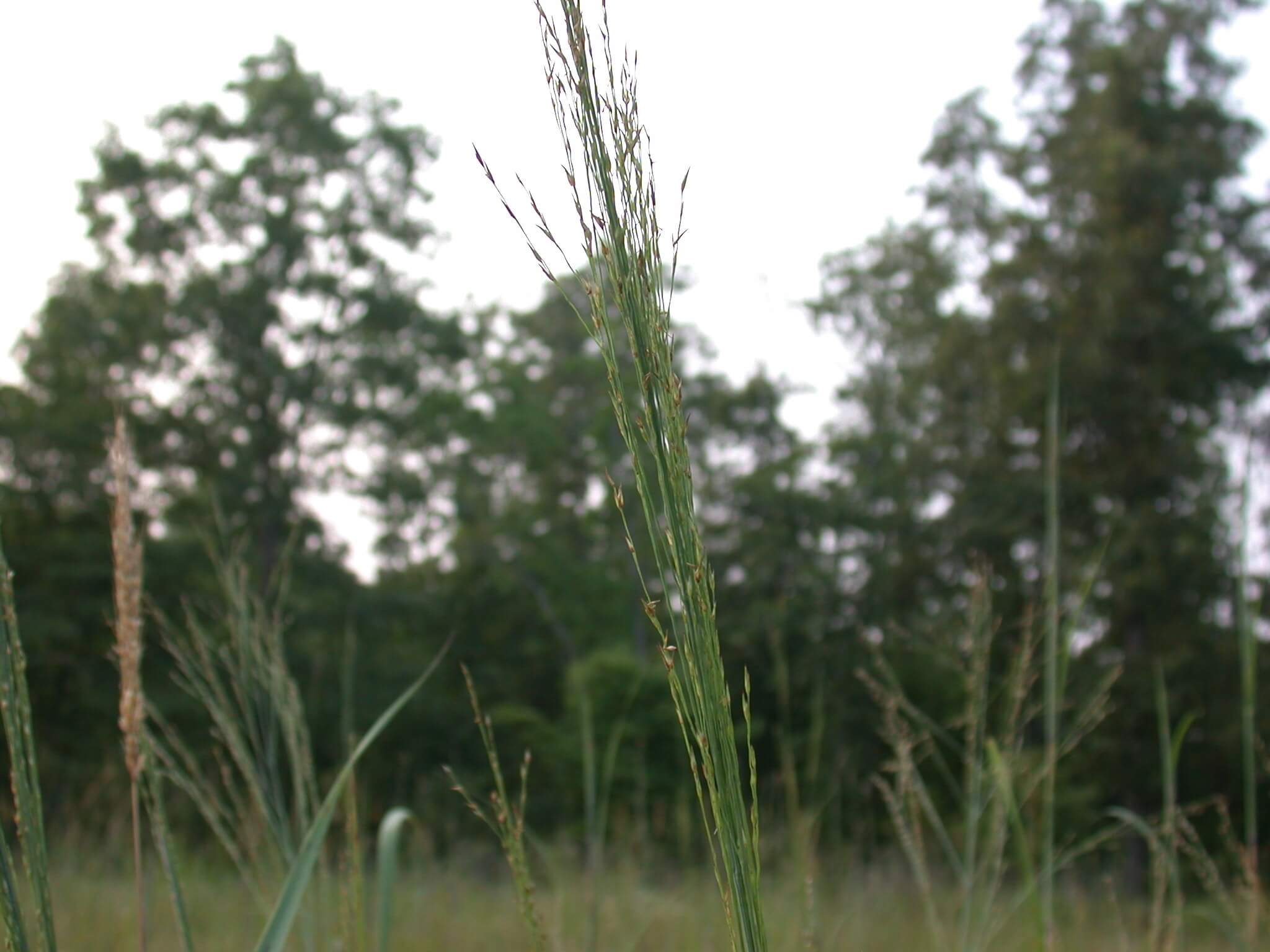 Switchgrass head partially open.