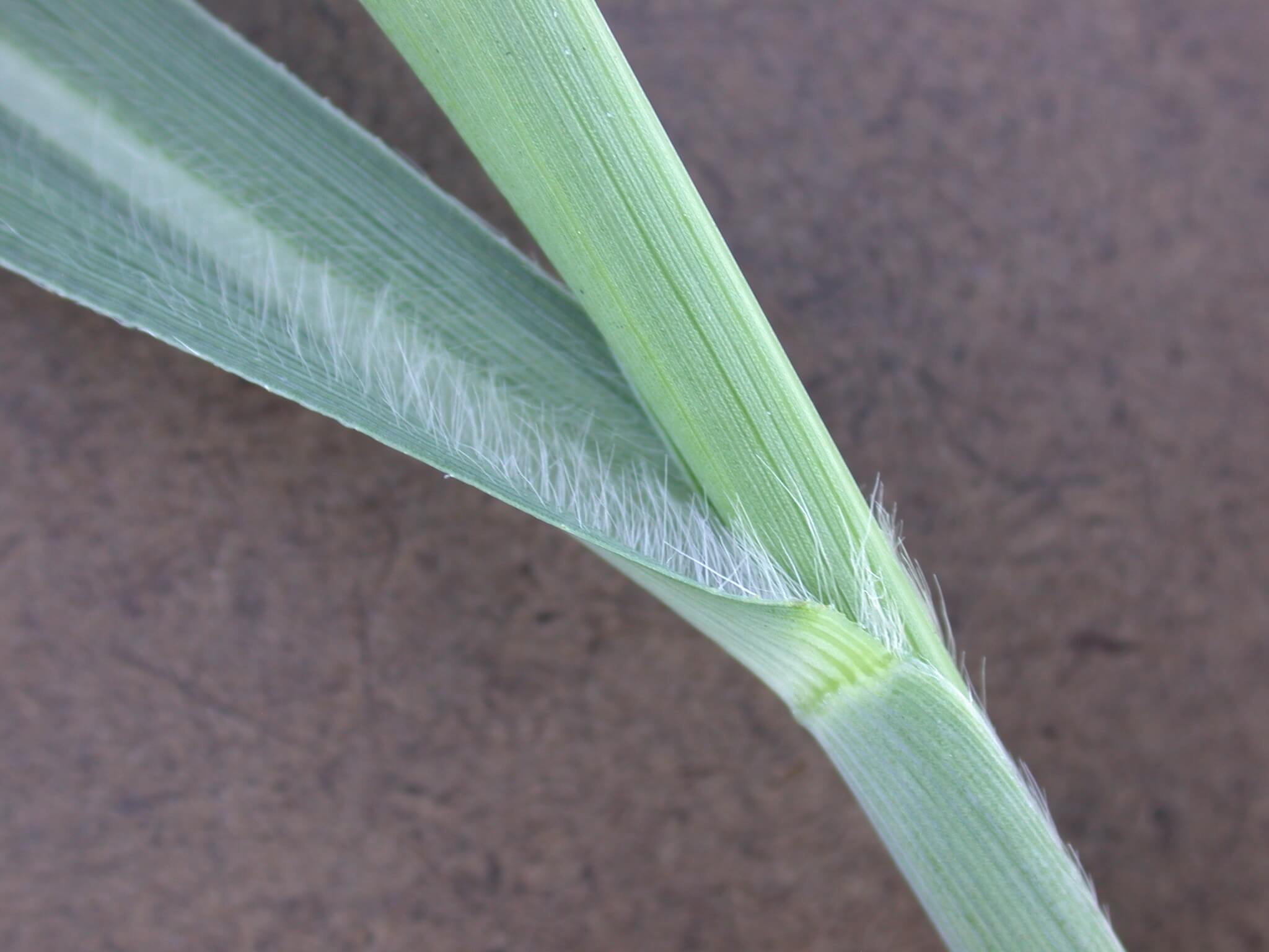 Switchgrass leaf base has tiny hairs growing on the inside of it.