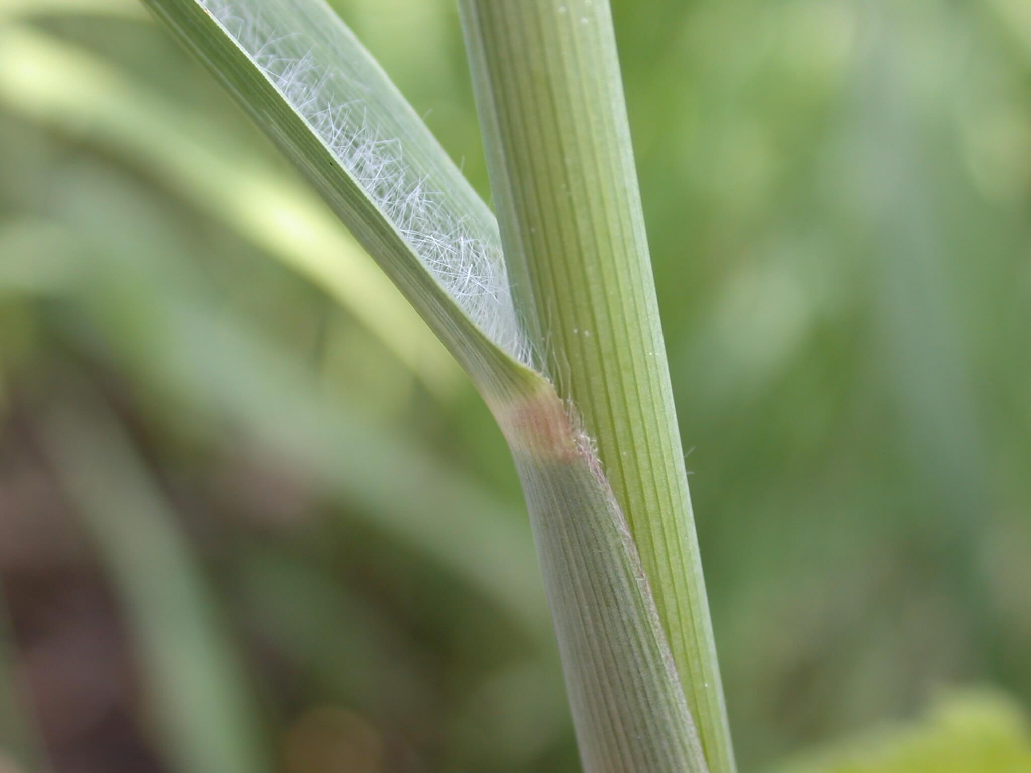 Switchgrass leaf base has tiny hairs growing on the inside of it.