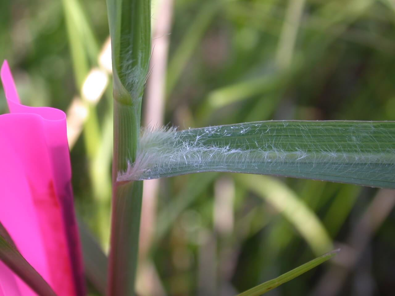 Switchgrass leaf base has tiny hairs growing on the inside of it.