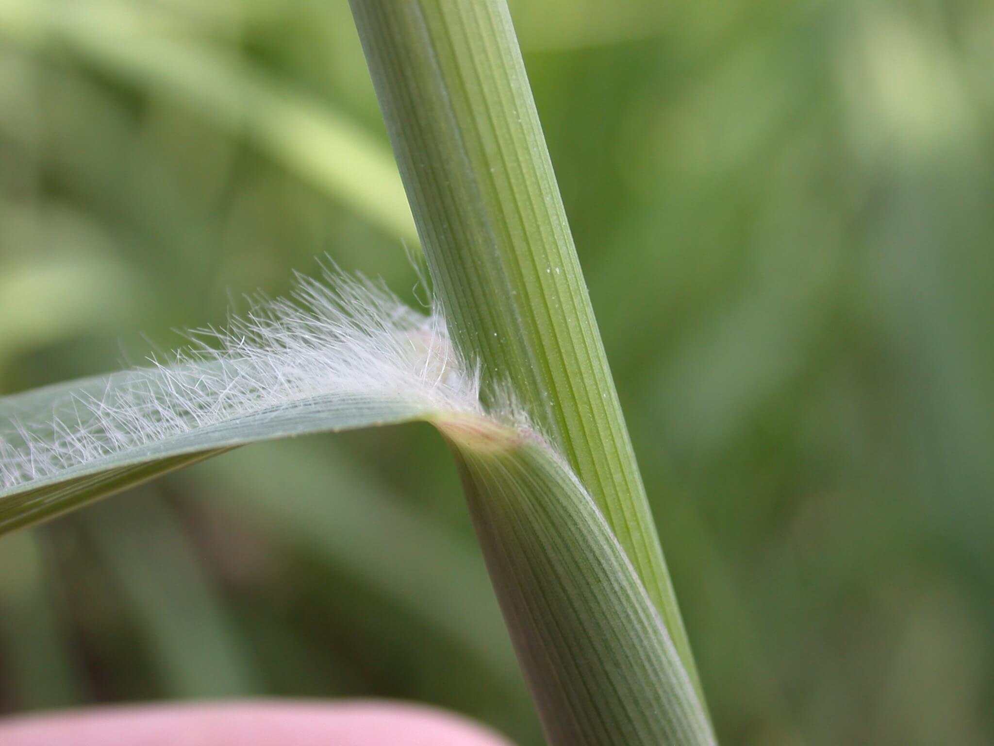 Switchgrass leaf base has tiny hairs growing on the inside of it.