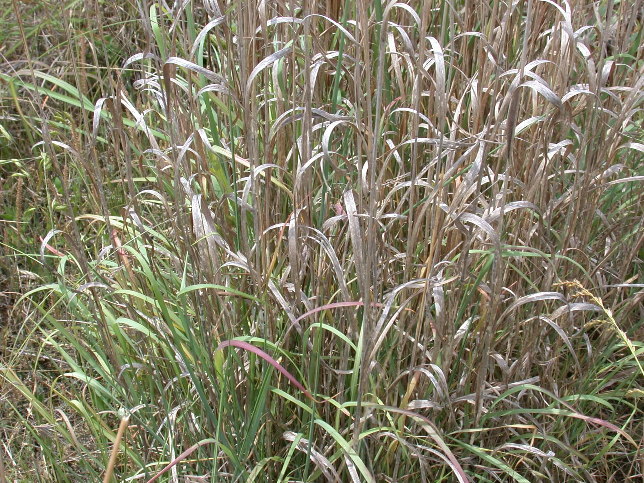 Switchgrass Mature