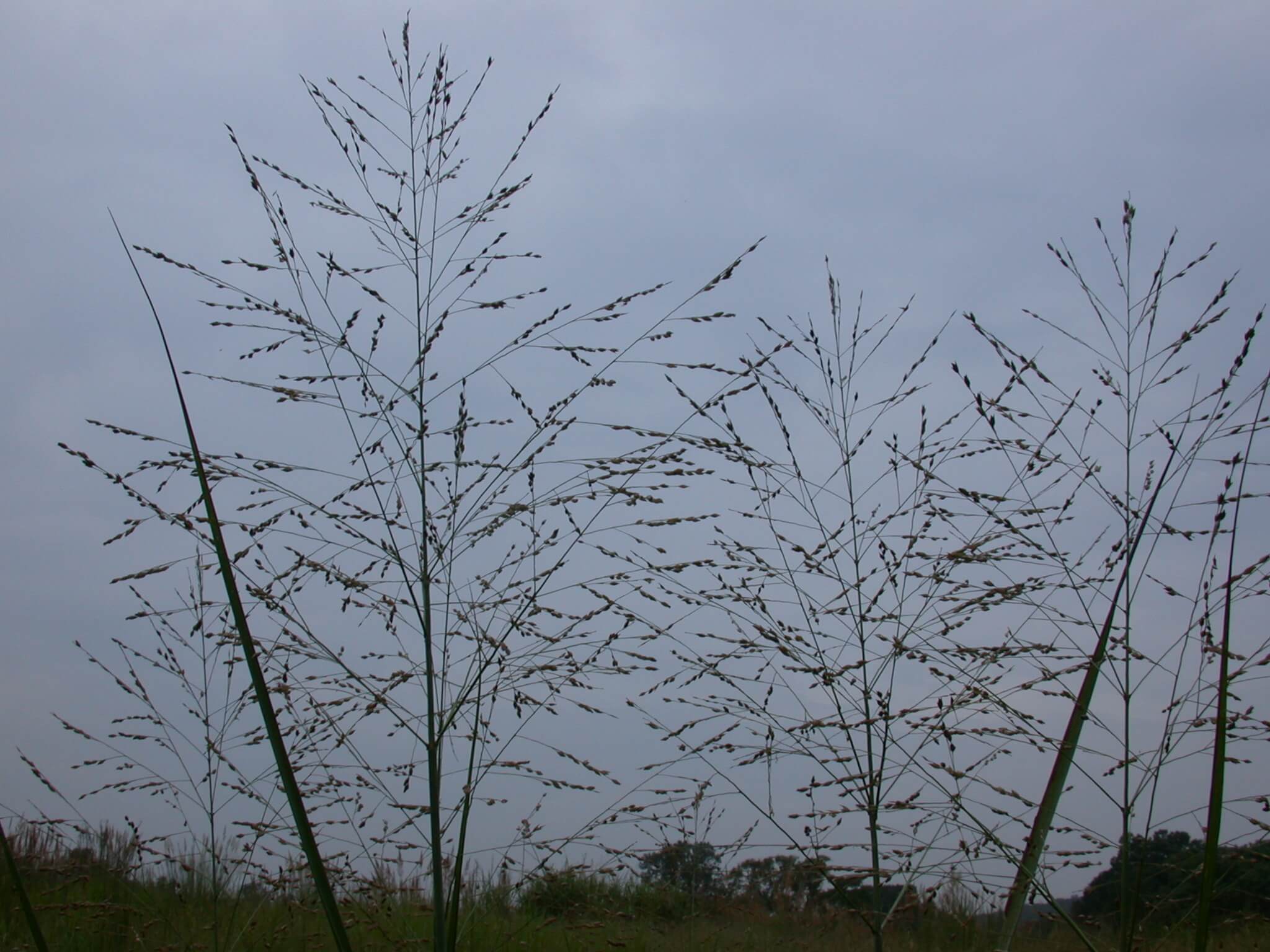 Switchgrass Plant