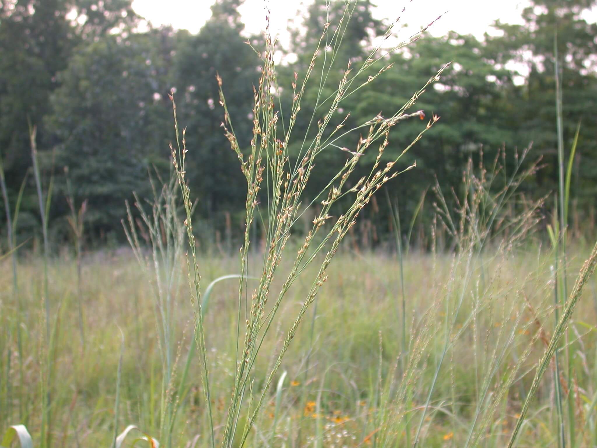 Switchgrass Seedhead