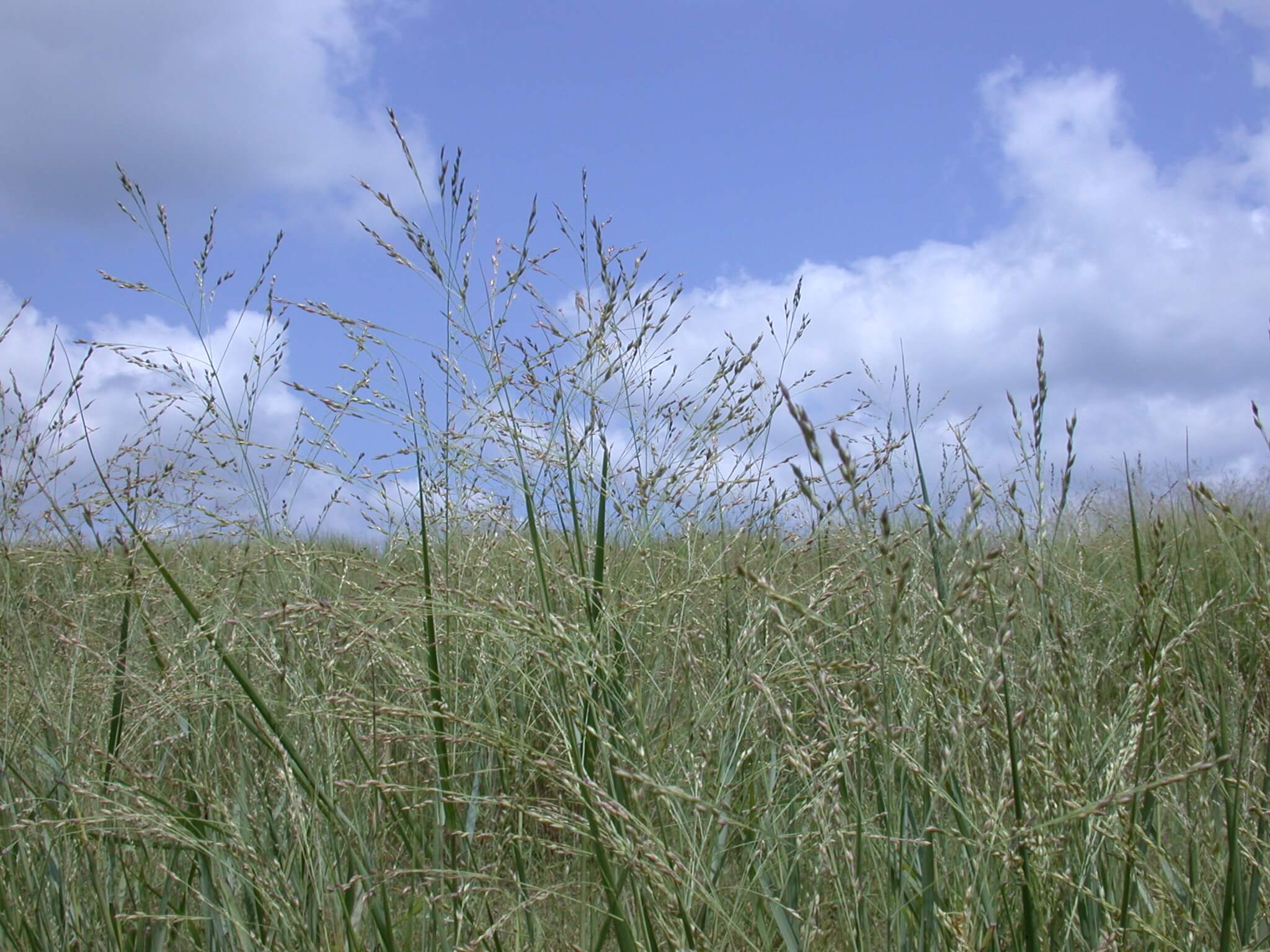 Switchgrass Seedhead