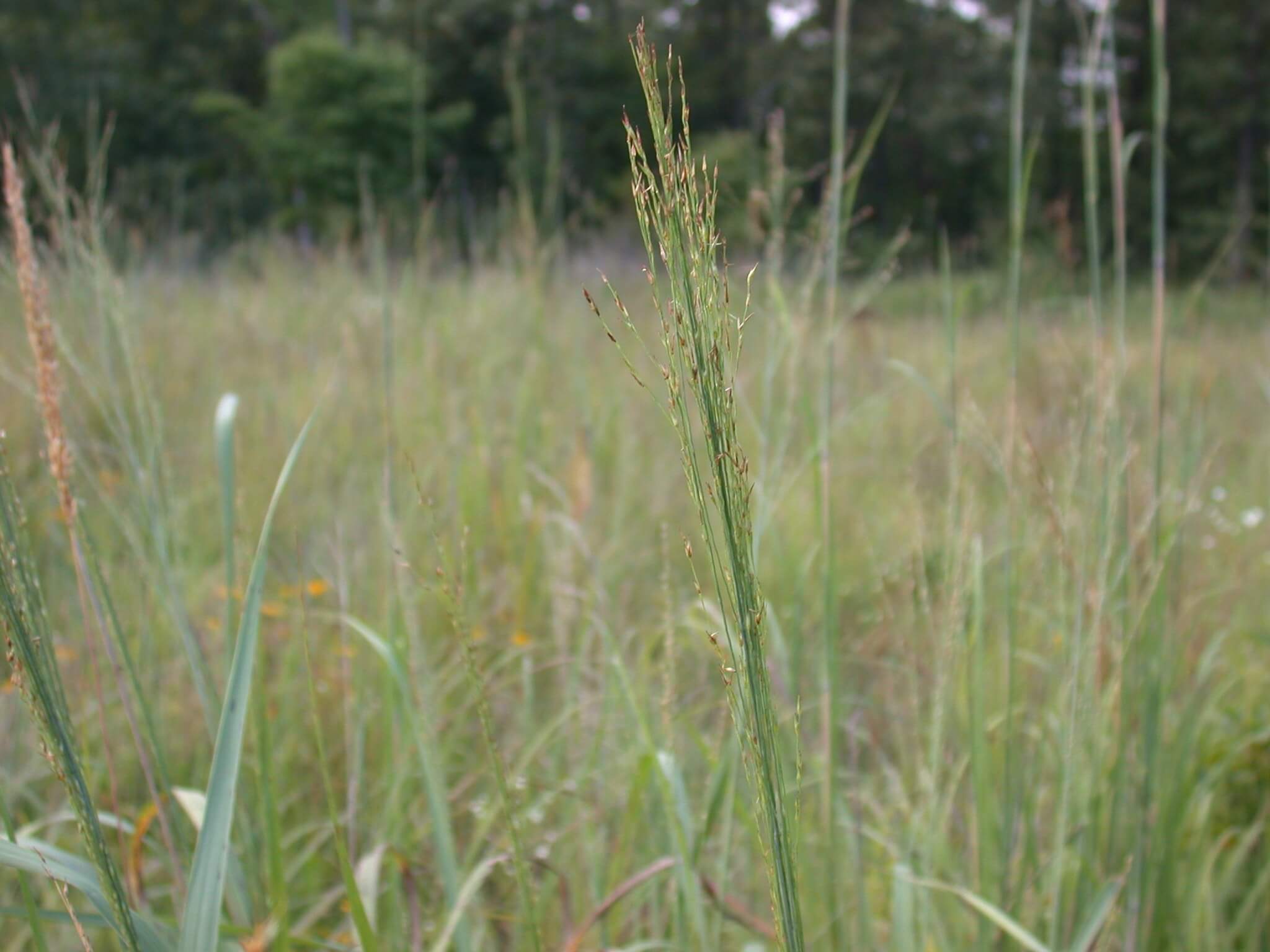 Switchgrass Seedhead