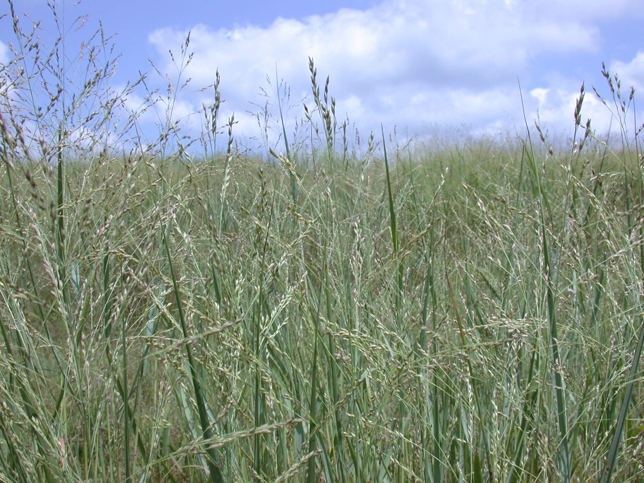 Switchgrass Seedhead