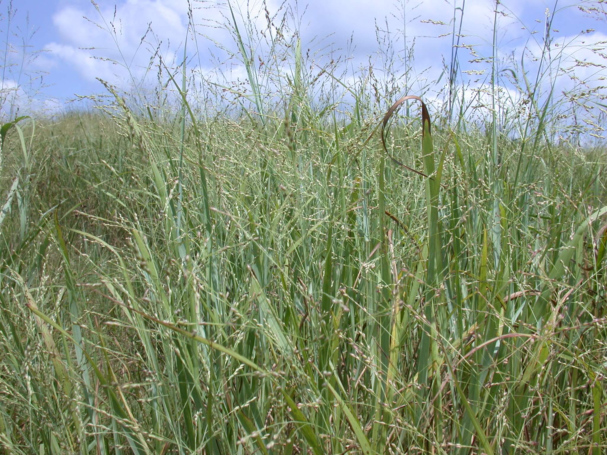 Switchgrass Seedhead