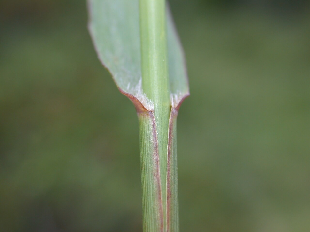 Switchgrass Split Sheath