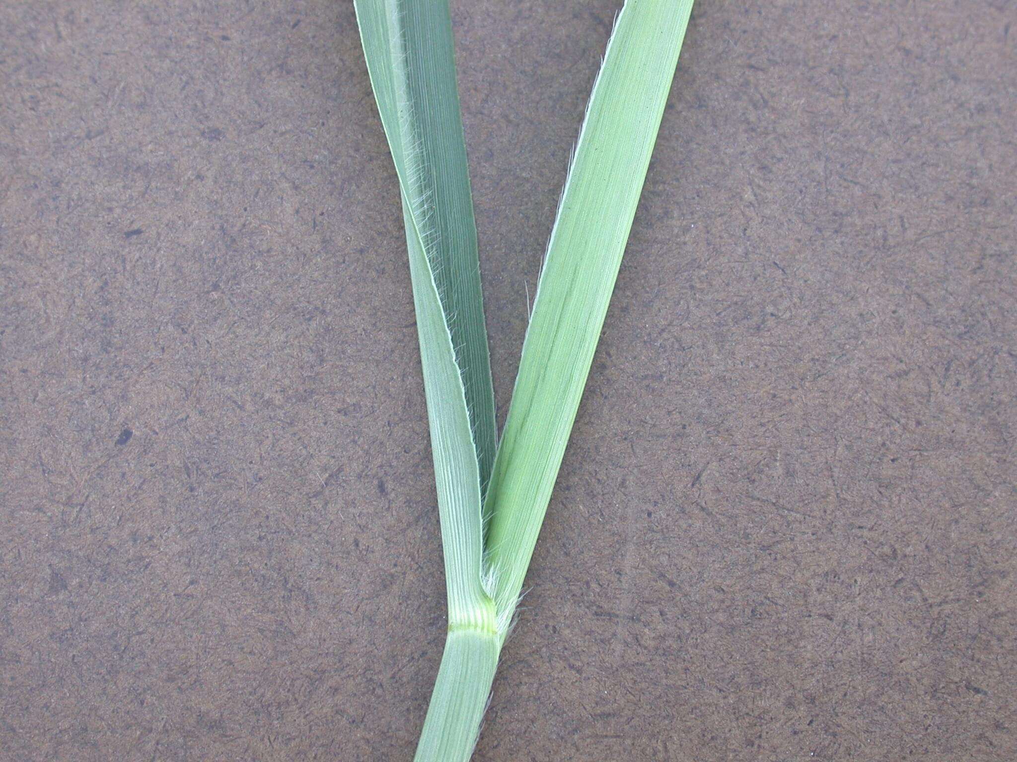 Switchgrass leaf collar grows tiny fiberous hairs on the edges.