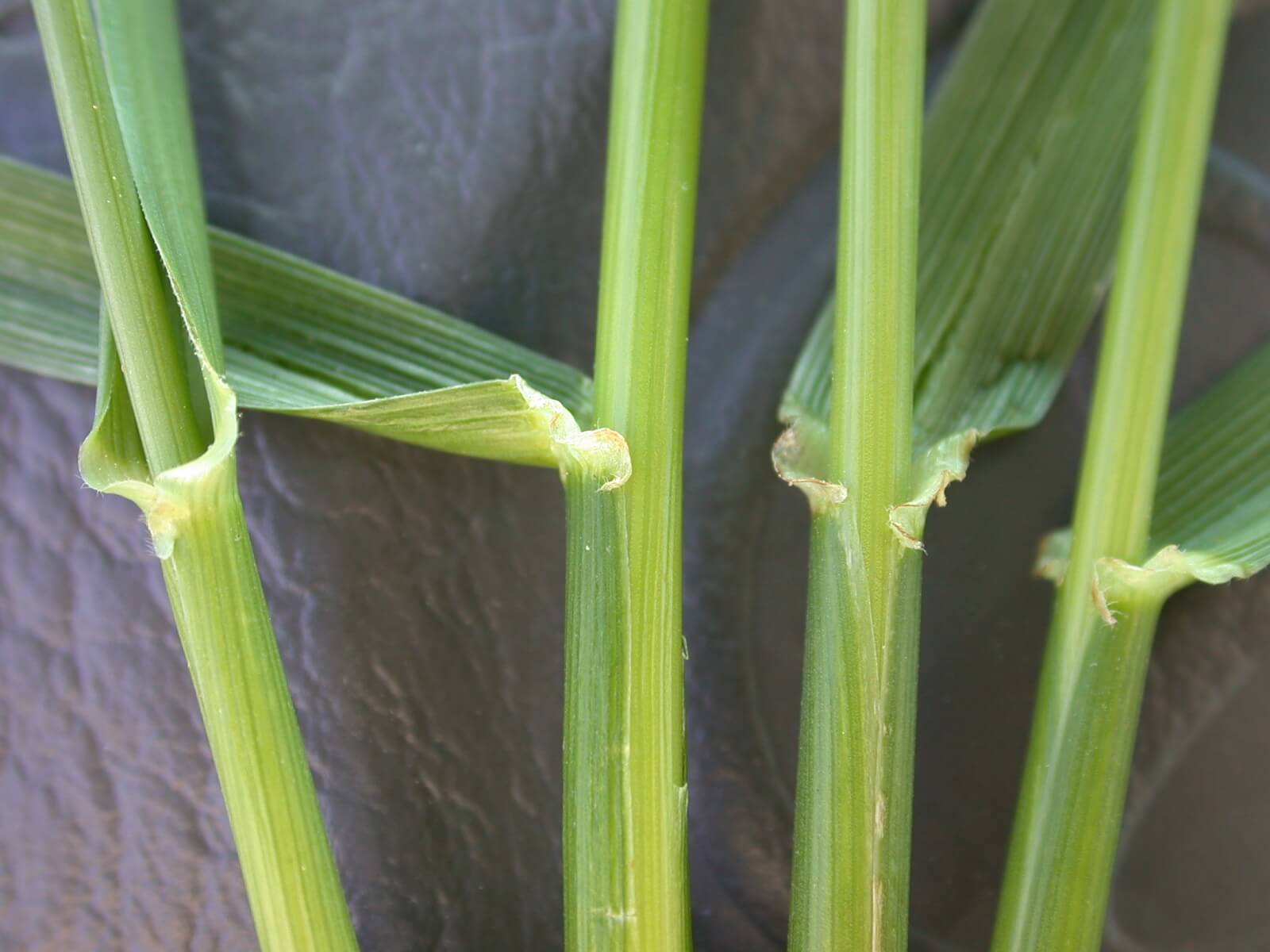 Tall Fescue Auricle