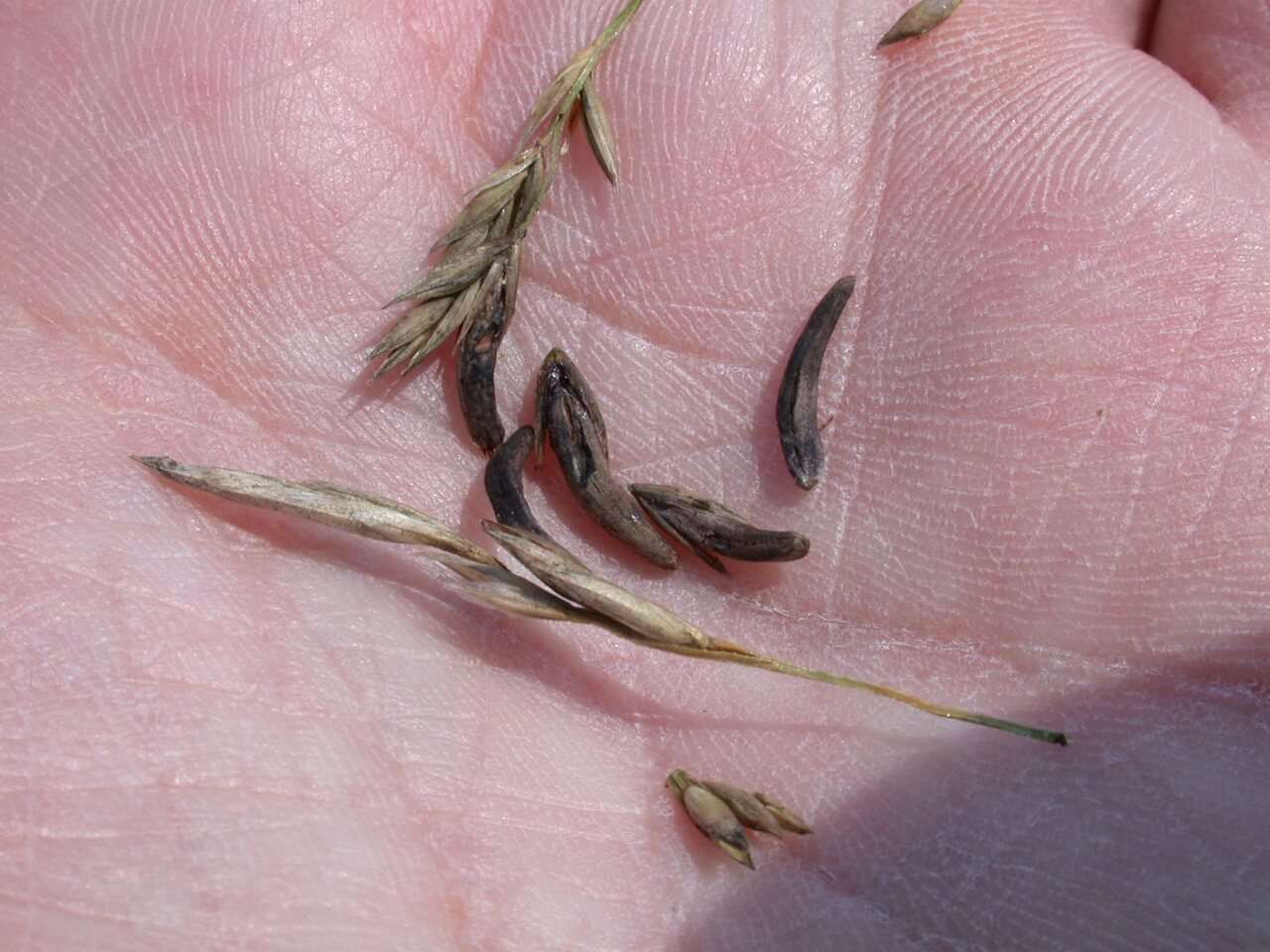 Tall Fescue Ergot