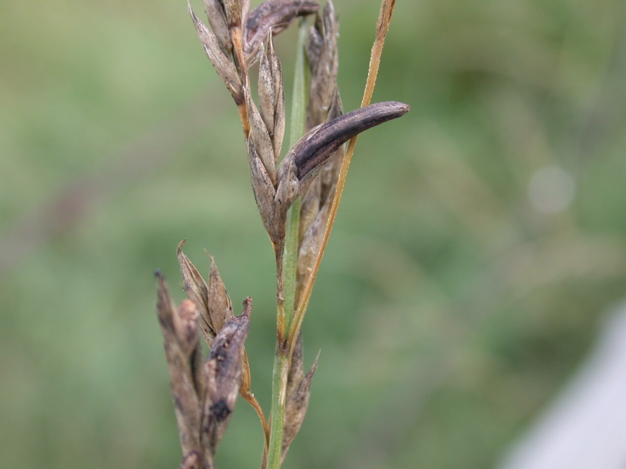 Tall Fescue Ergot