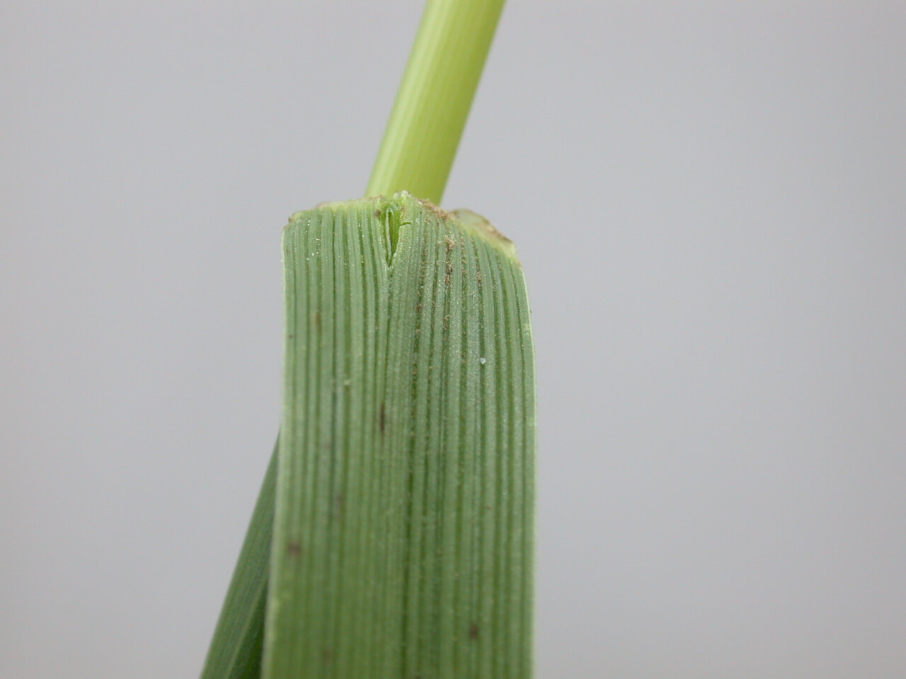 Tall Fescue Leaf