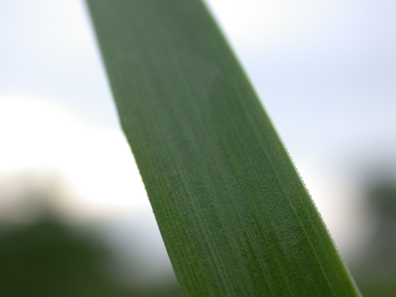 Tall Fescue Leaf Edge