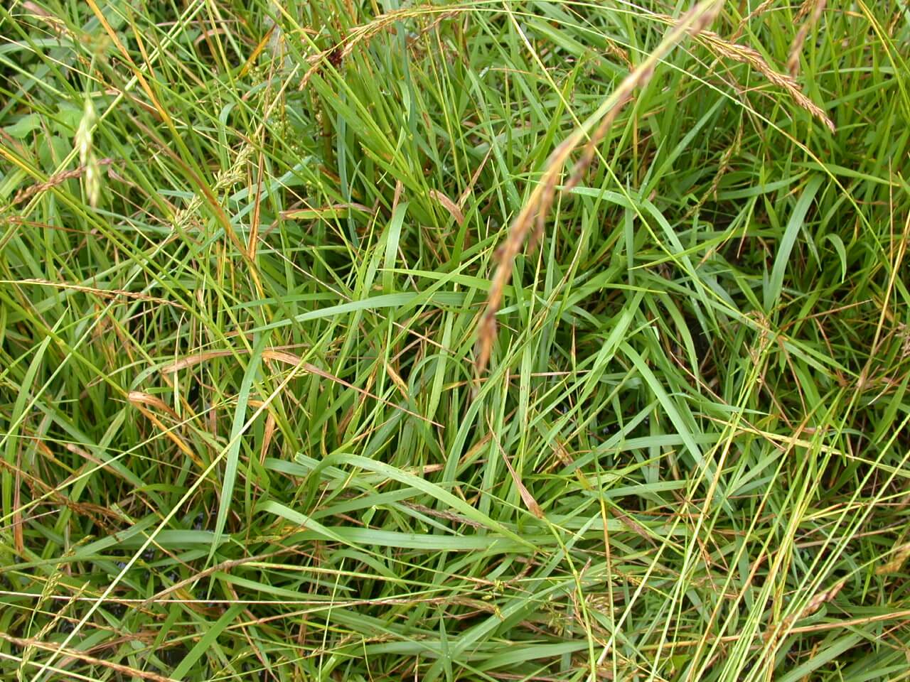 Tall Fescue Leaves