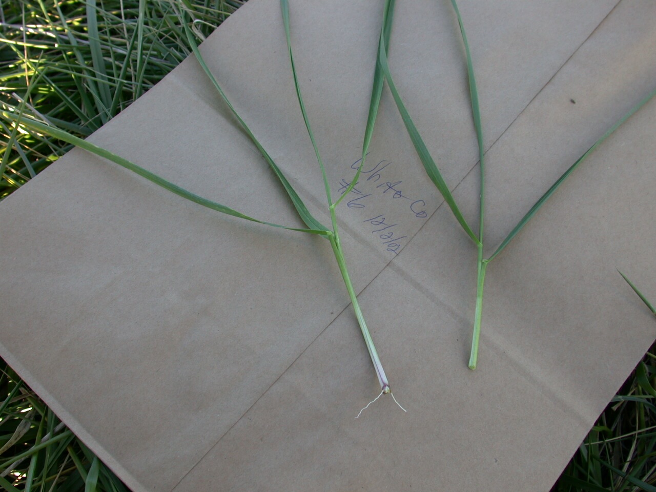 Tall Fescue Leaves Per Tiller