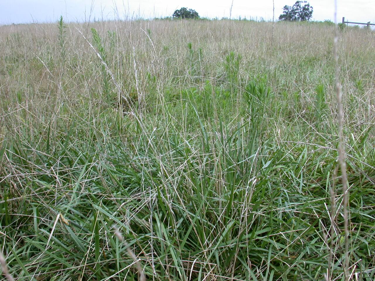 Tall Fescue Mature