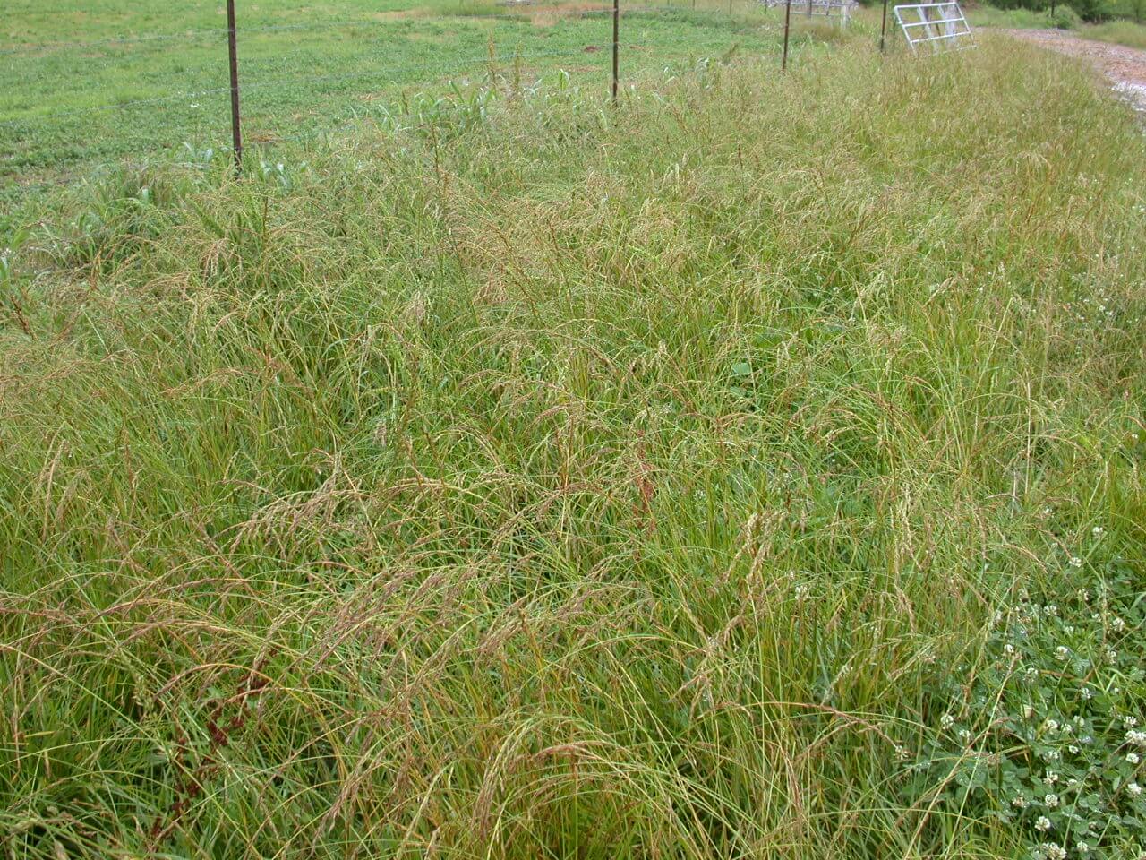 Tall Fescue Mature