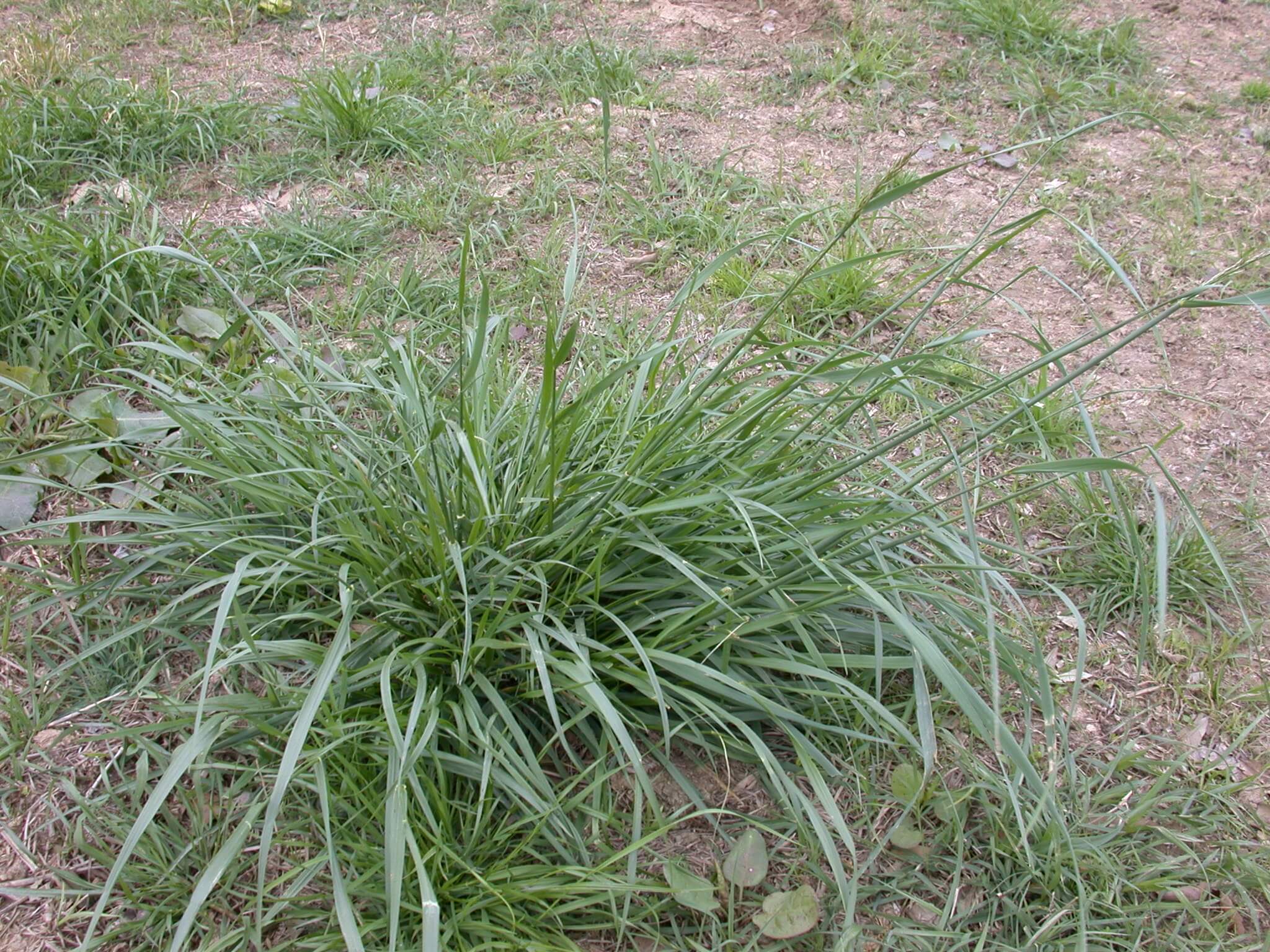 Tall Fescue