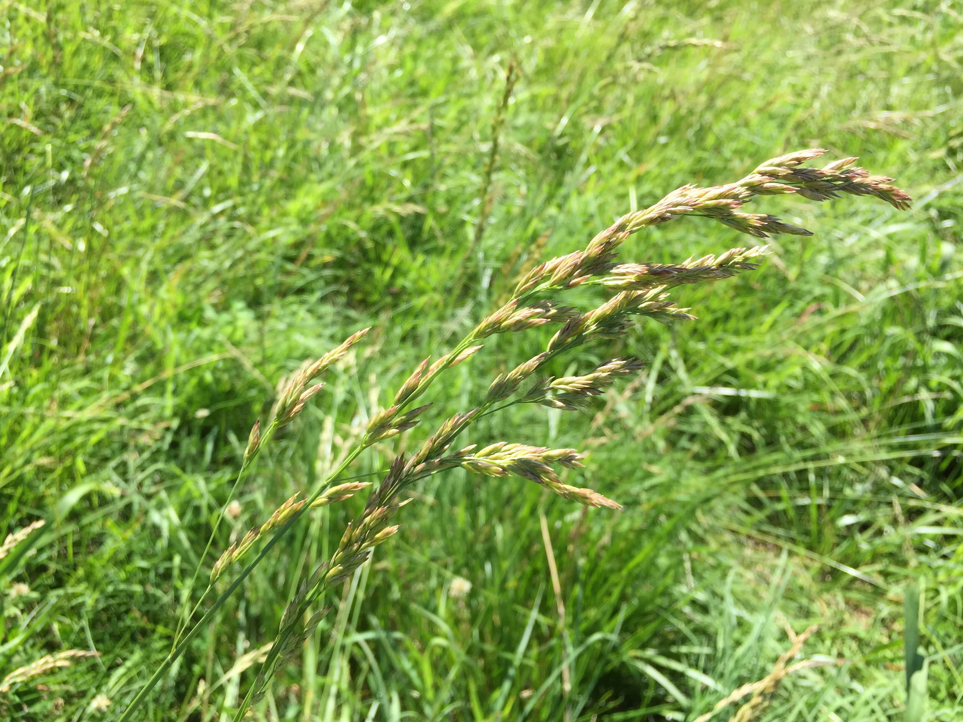 Tall Fescue Seedhead