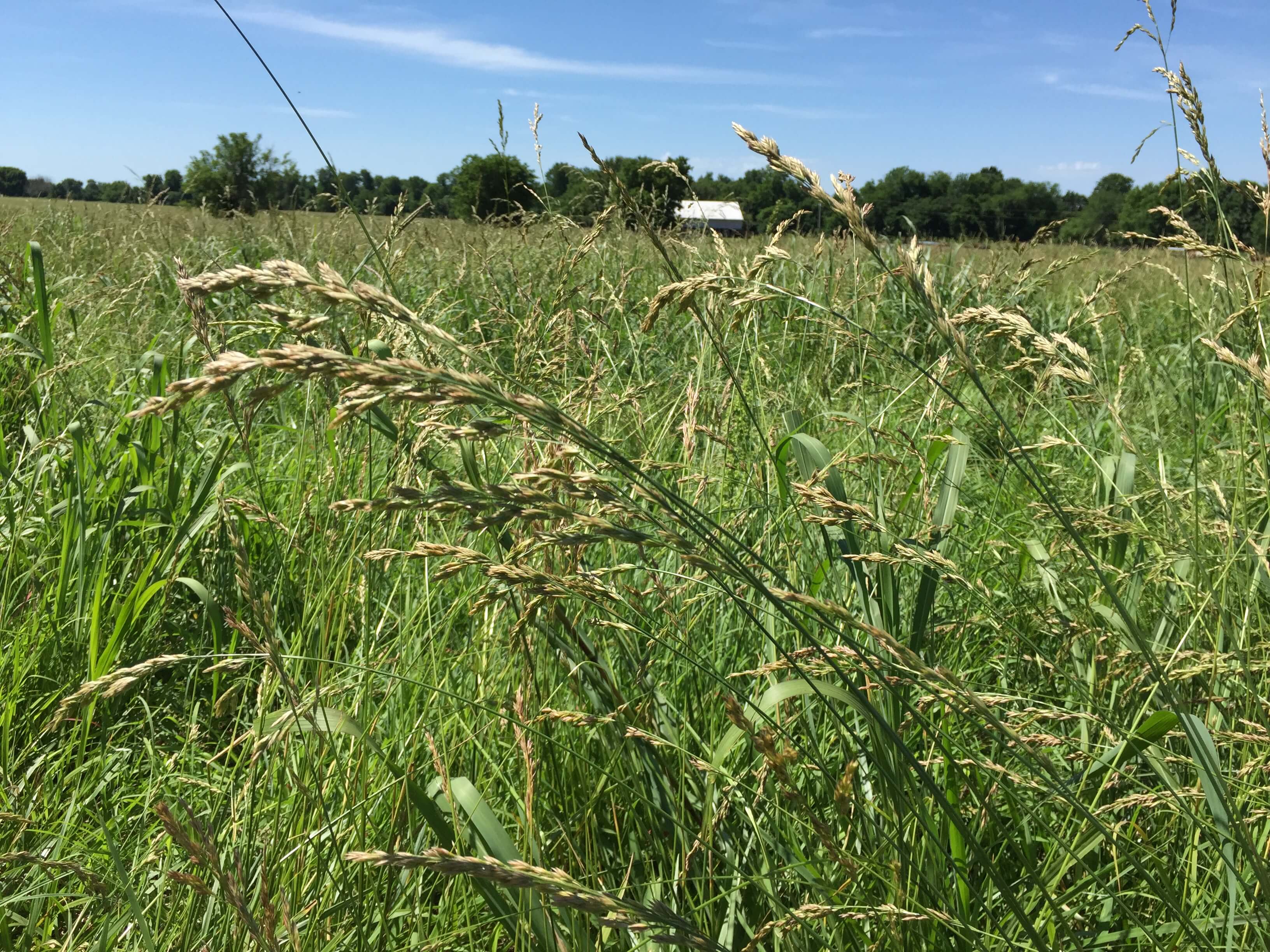 Tall Fescue Seedhead