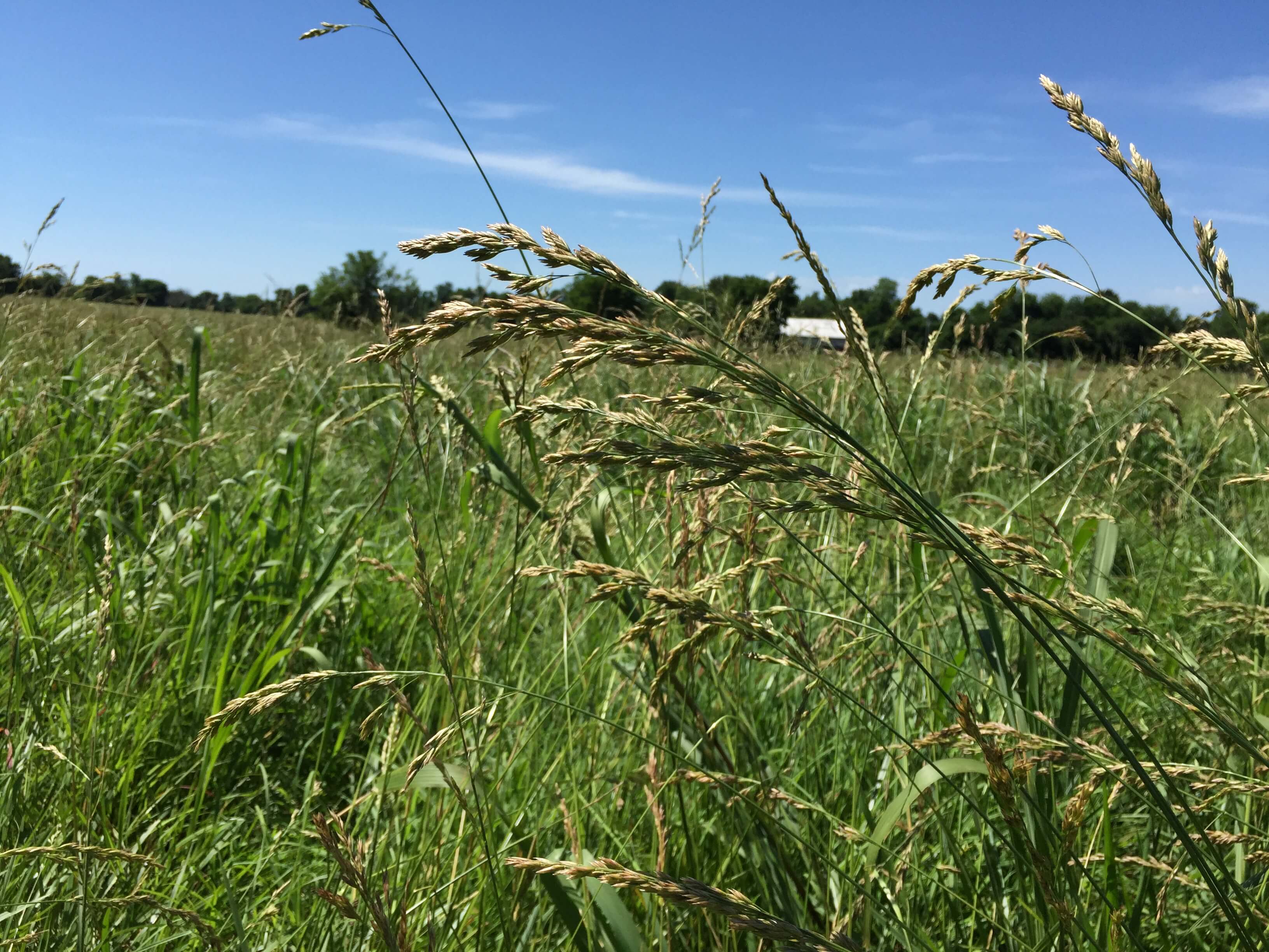 Tall Fescue Seedhead